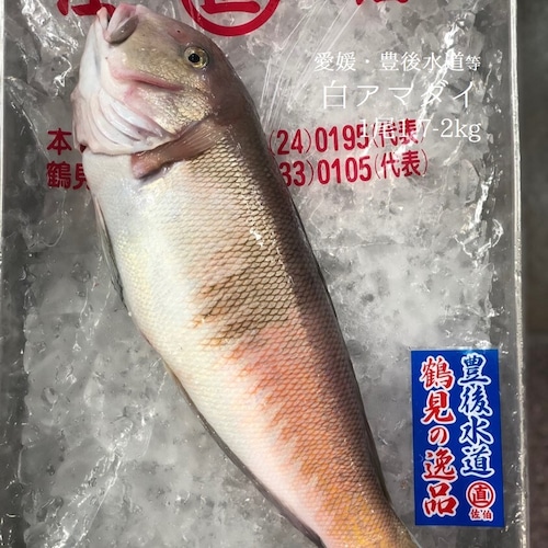 シロアマダイ 豊後水道 1尾1.7-2kg【白川1.7-2kg】シラカワ 白甘鯛 豊洲直送