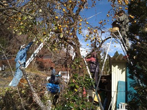 柿酢の送料無料6本セット