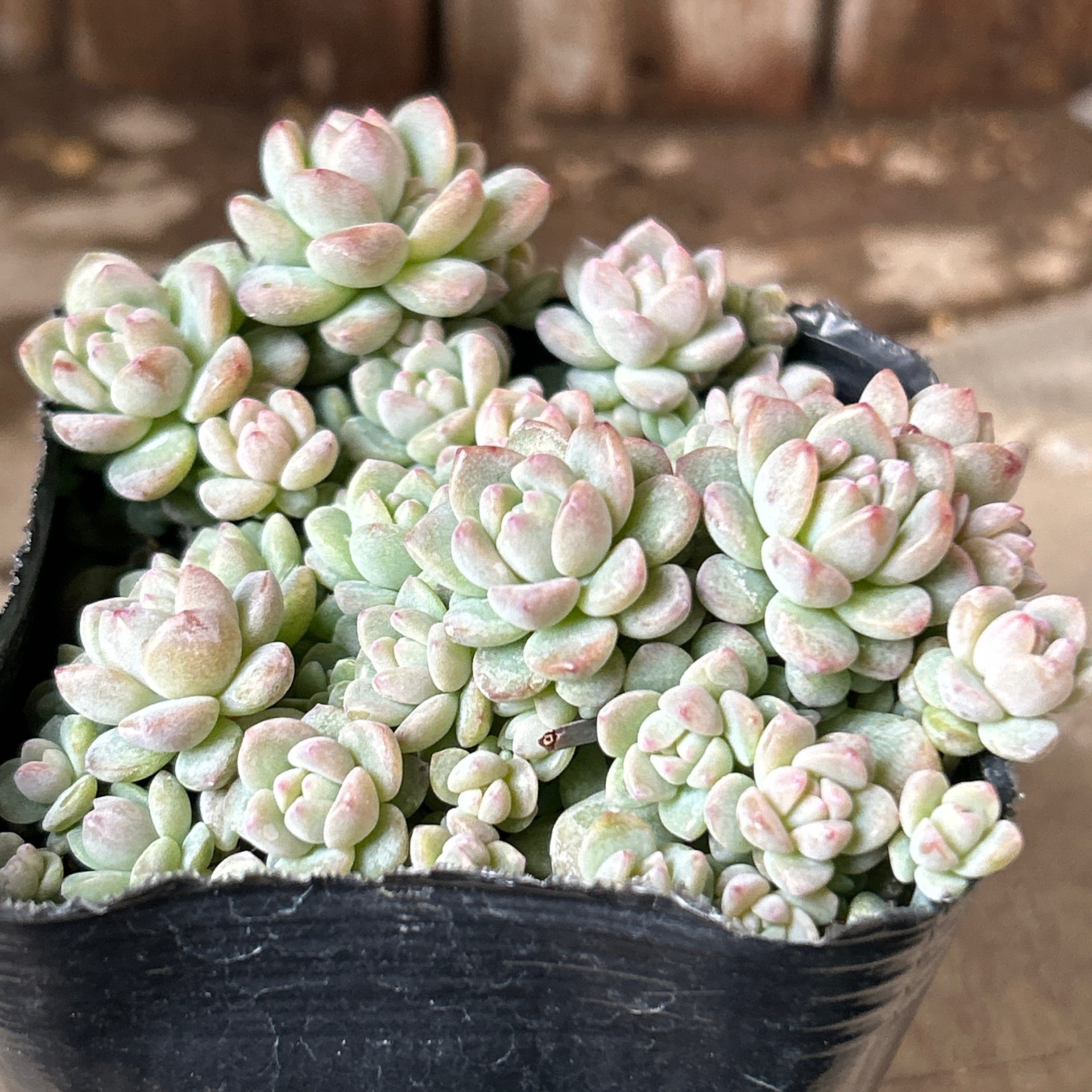 プロリフィカ | RuPo 多肉植物専門店