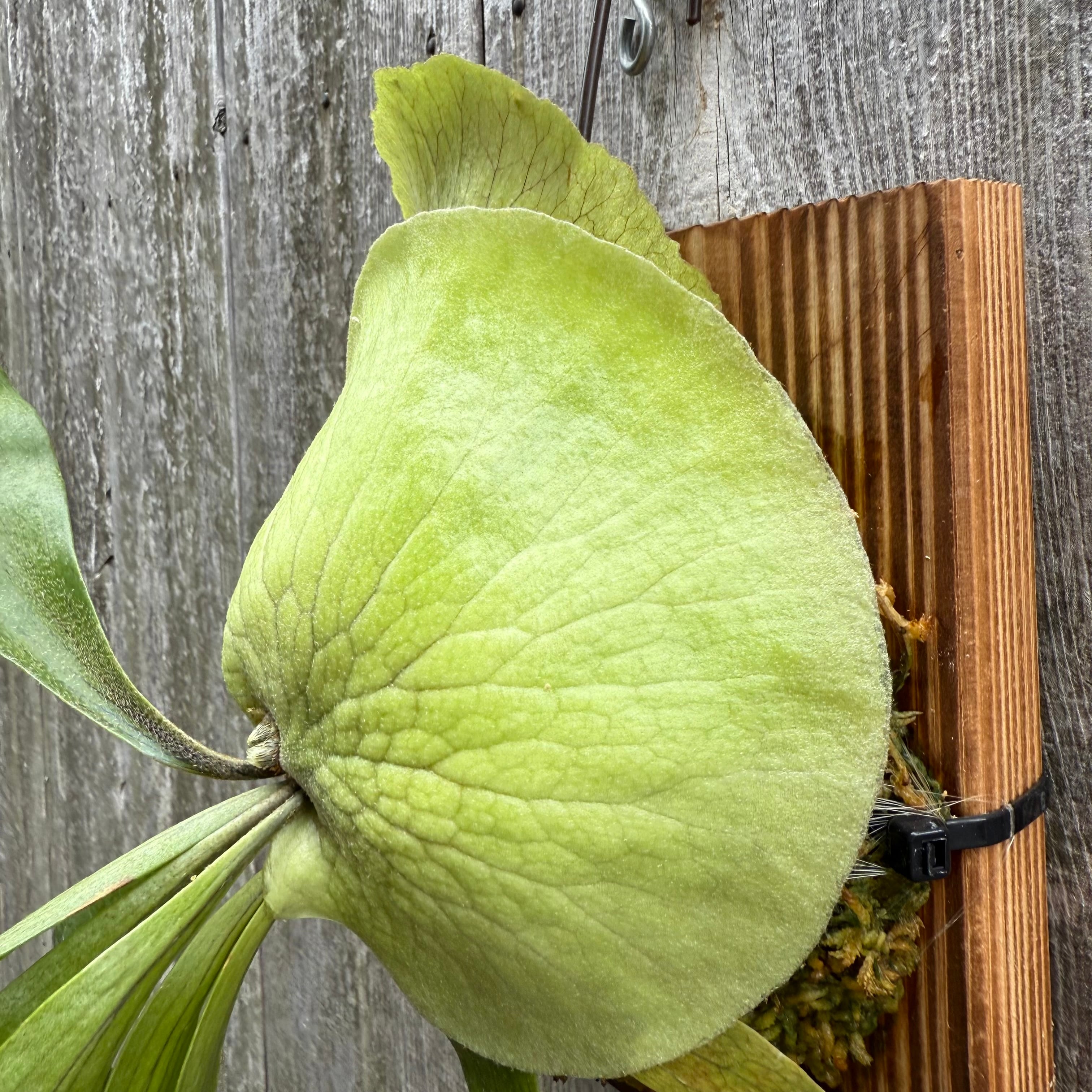 P. Ghost Hands (P.willinckii x coronarium) | naturefix