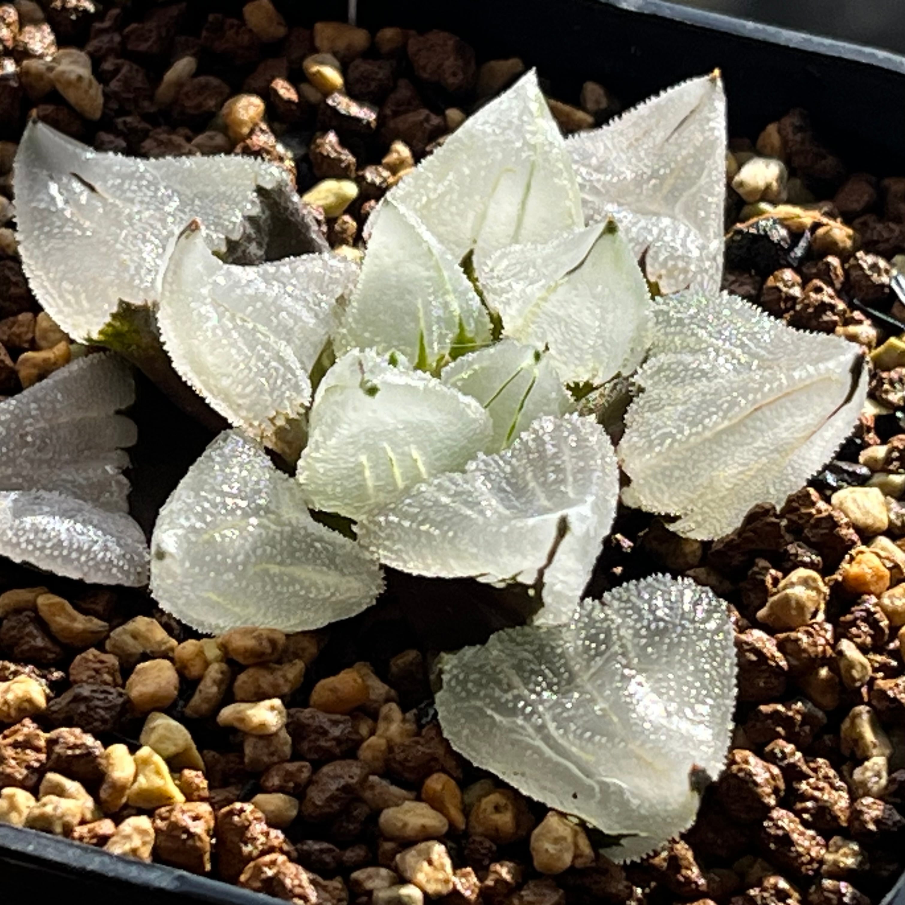 ハオルチア ピグマエアミュータント実生 特異株 | mocono_plants