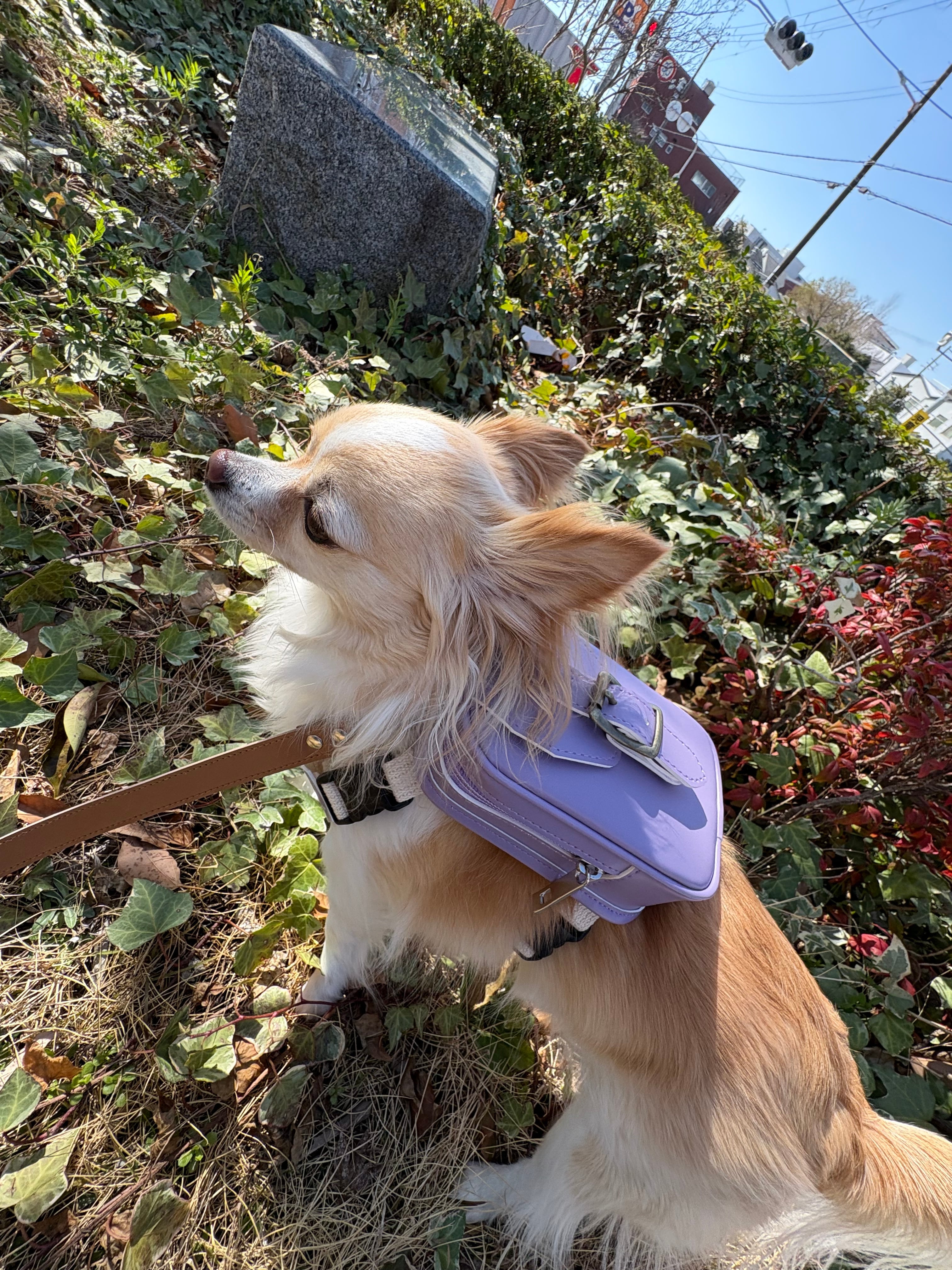 ワンどせる 人工皮革製 犬用ランドセル 犬用品 ワンどせる 人工皮革製 犬用ランドセル