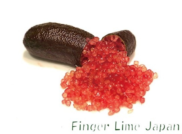 フィンガーライム　JALI RED　ジャリレッド　1年生15㎝ポット【品種確定済み】【結実確認】【希少で貴重】