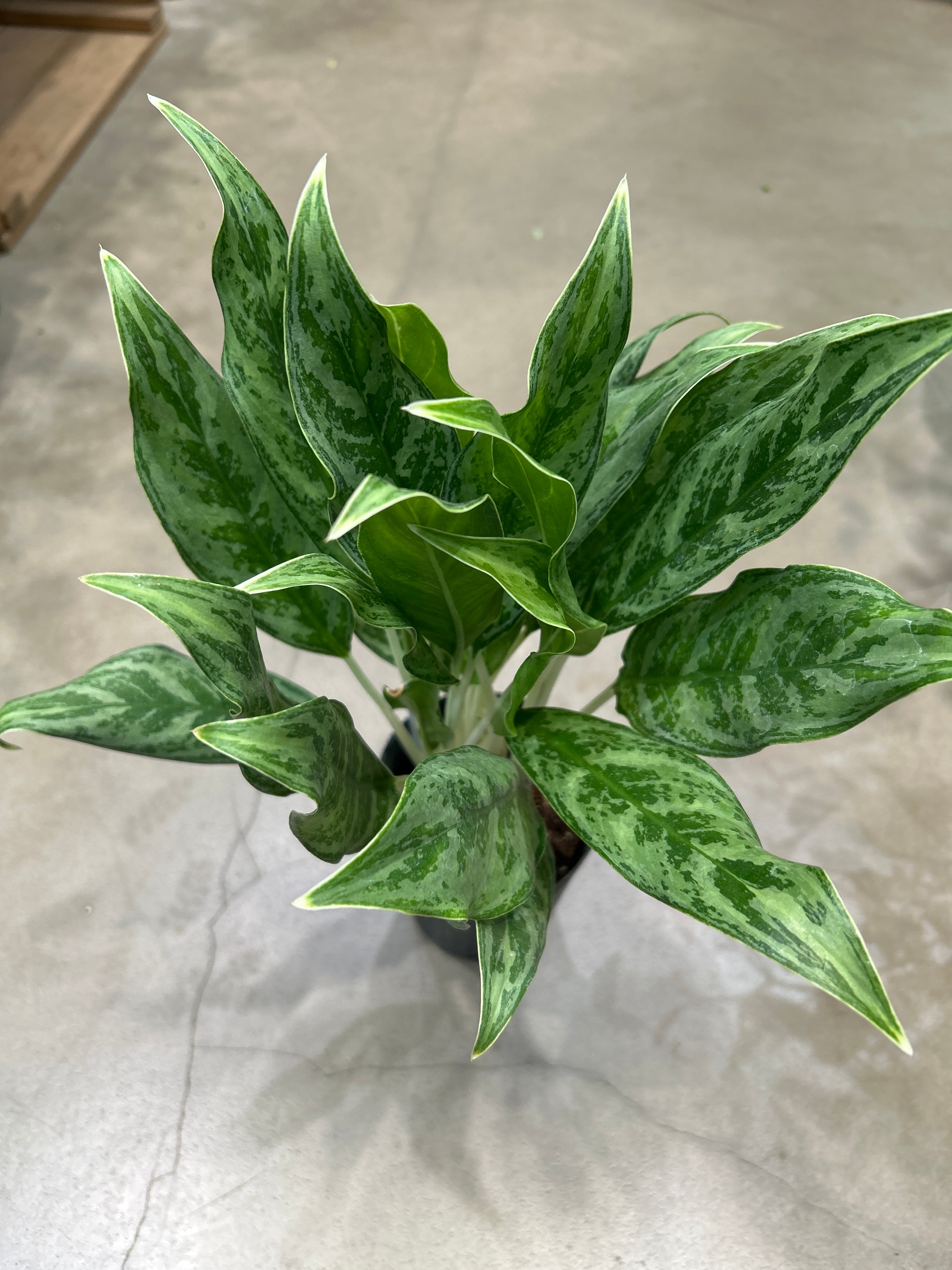 ホヤ カルノーサ スージーQ | MIDORIYA 観葉植物専門店