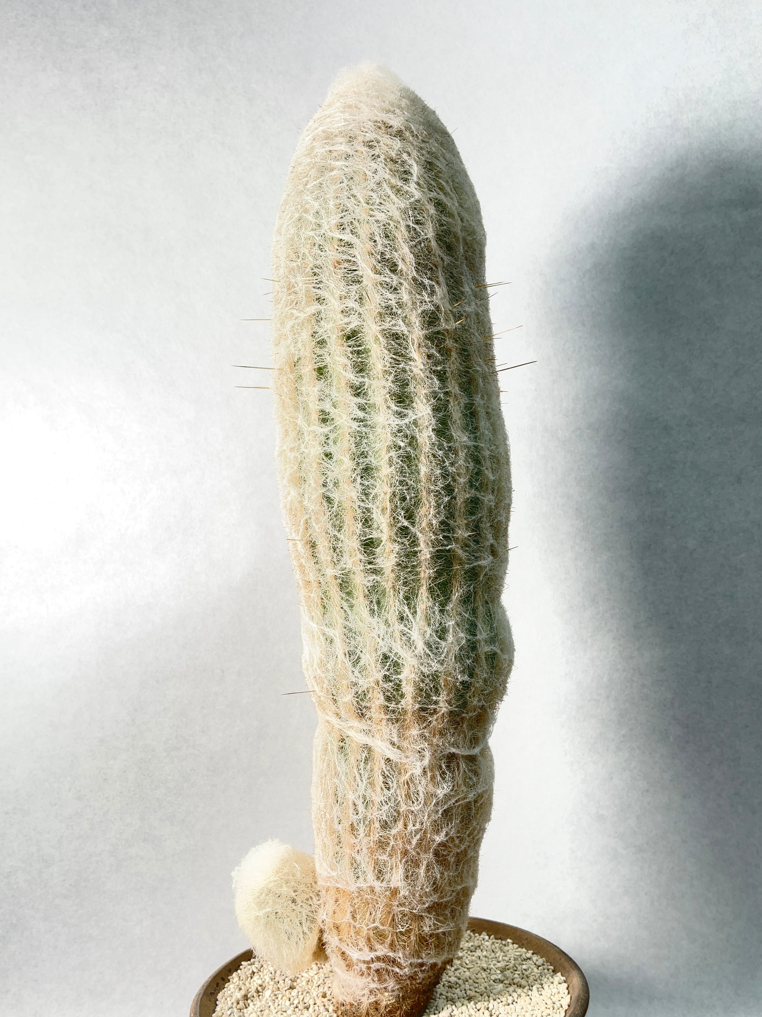 エスポストア・幻楽 | trigger