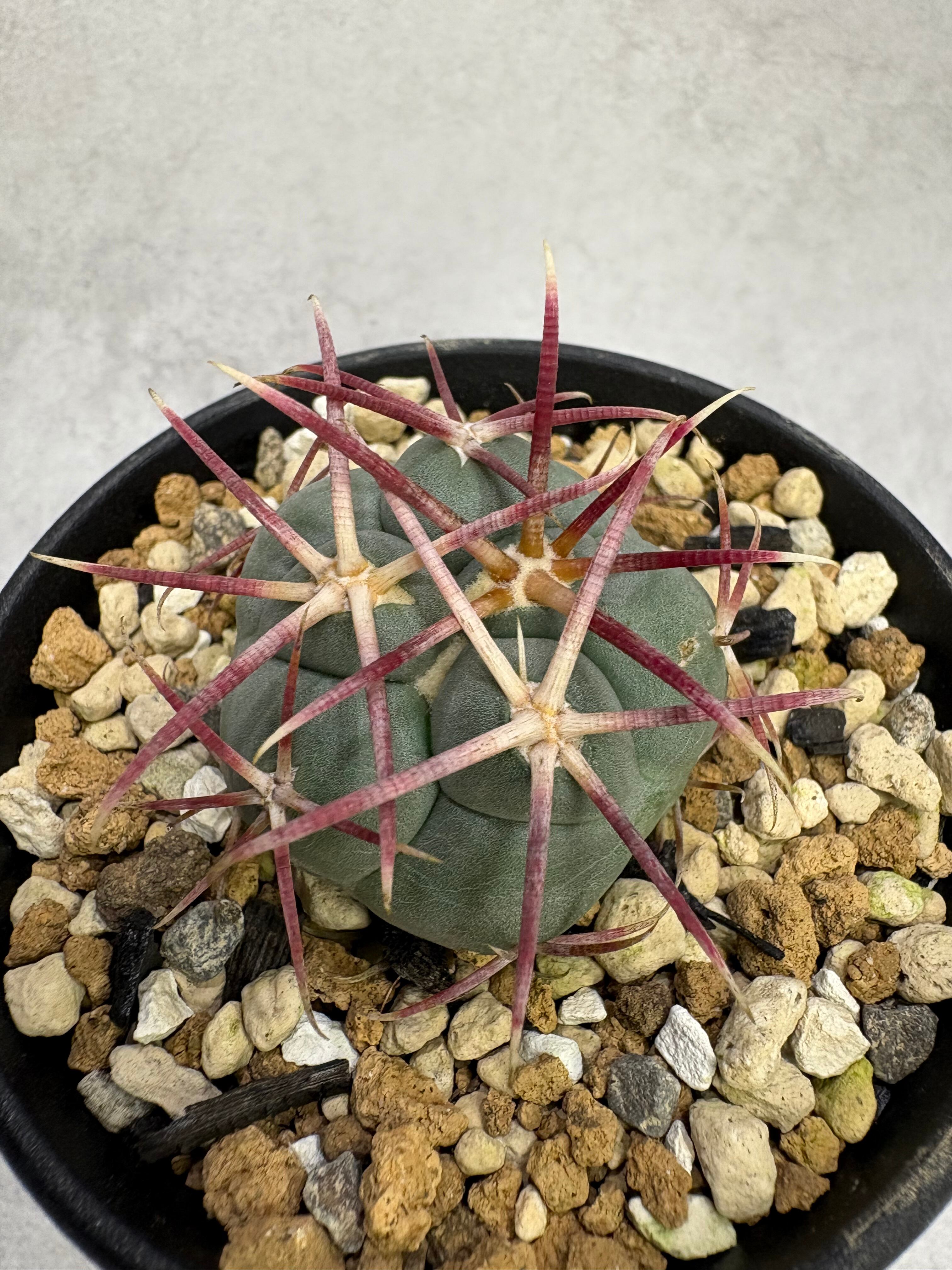 アガベ・オテロイ'MO-016'-OAXACA- | MPS