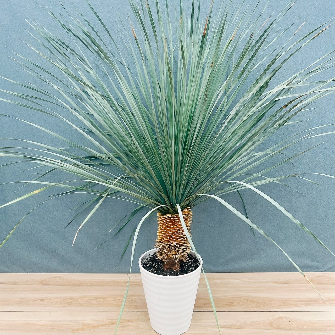 ユッカ ロストラータ 観葉植物 現品］【希少】34番 ユッカ ロストラータ ランチョンブルー 8号 観葉