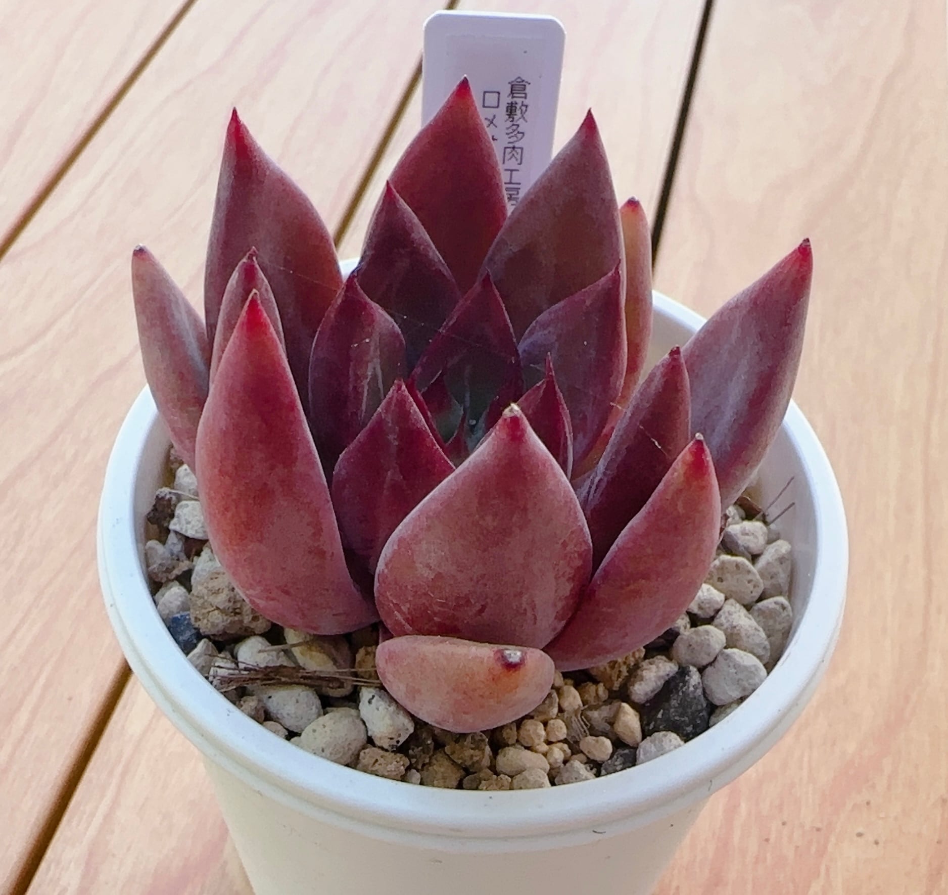 寄せ植え苗ランダム10個セット | 倉敷多肉工房