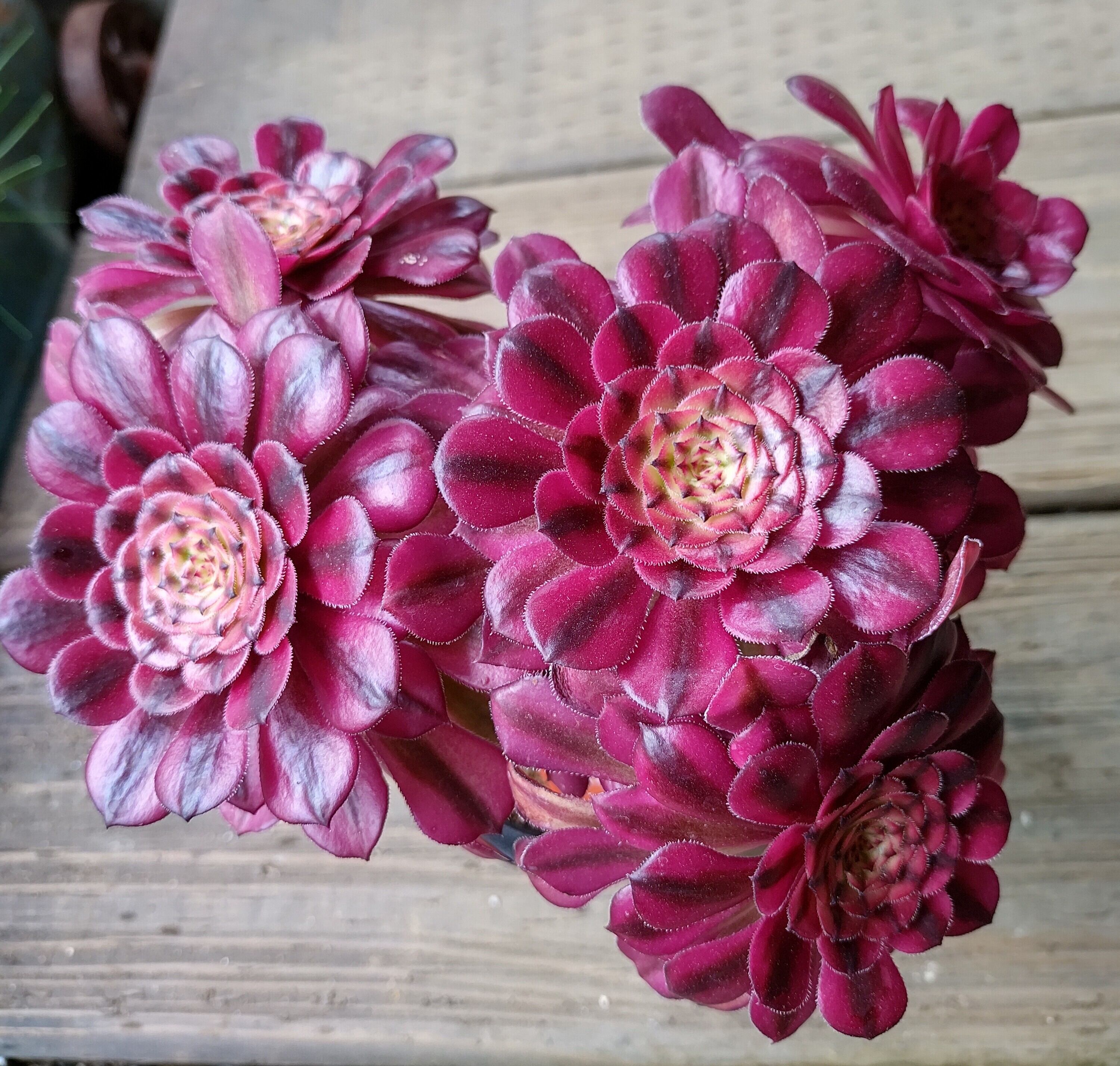 月群生(アエオニウム) | RuPo 多肉植物専門店