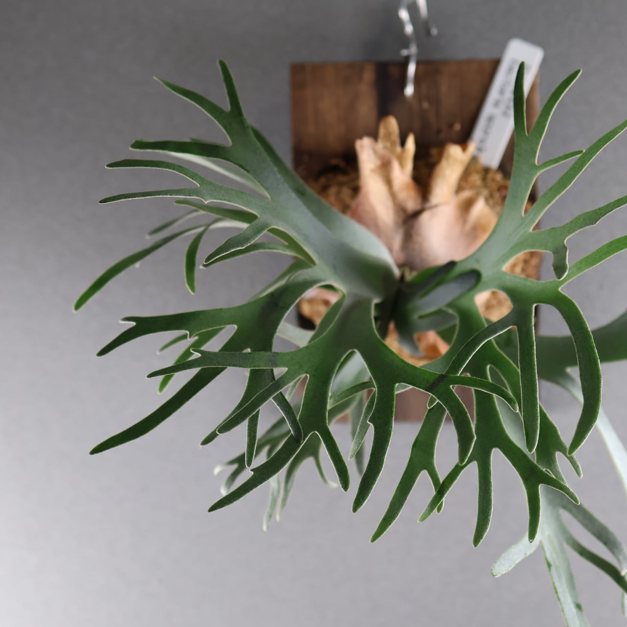 632『P.willinckii bacteria sporeling』観葉植物【送料無料】 | MARX