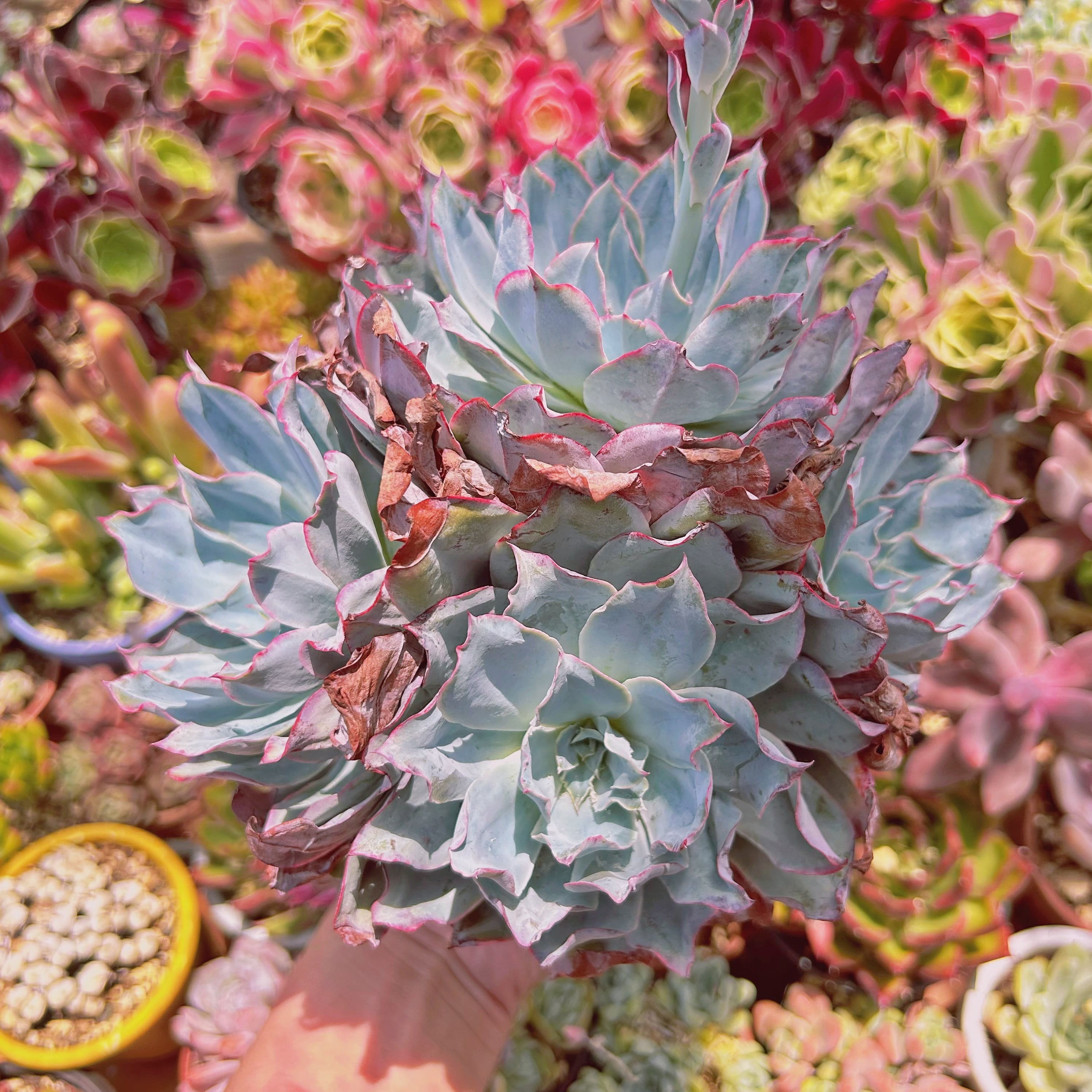 現物　多肉植物　ブルーライト　特大