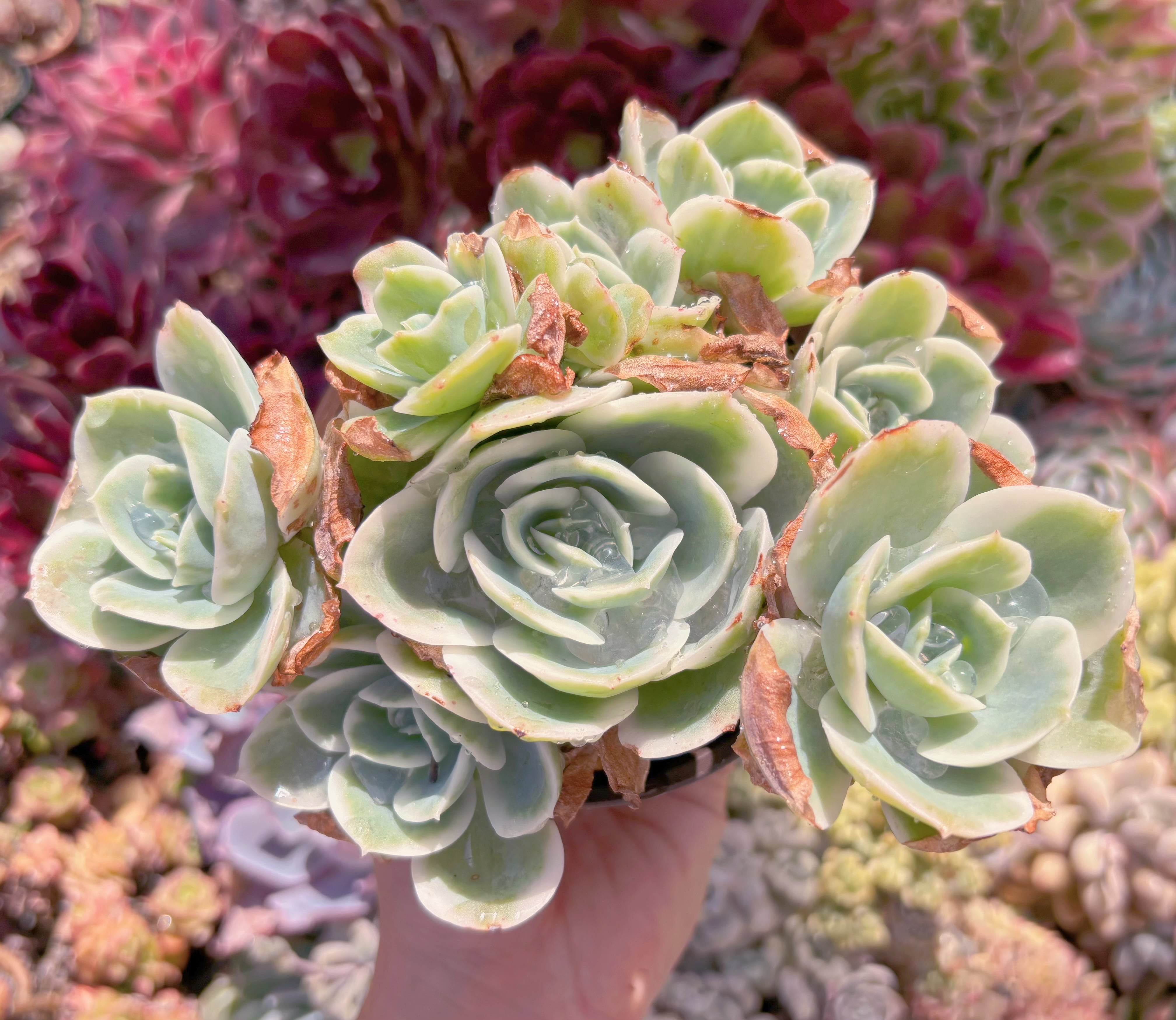 現品　レモンローズ錦#061　群生　新入荷　るる農園