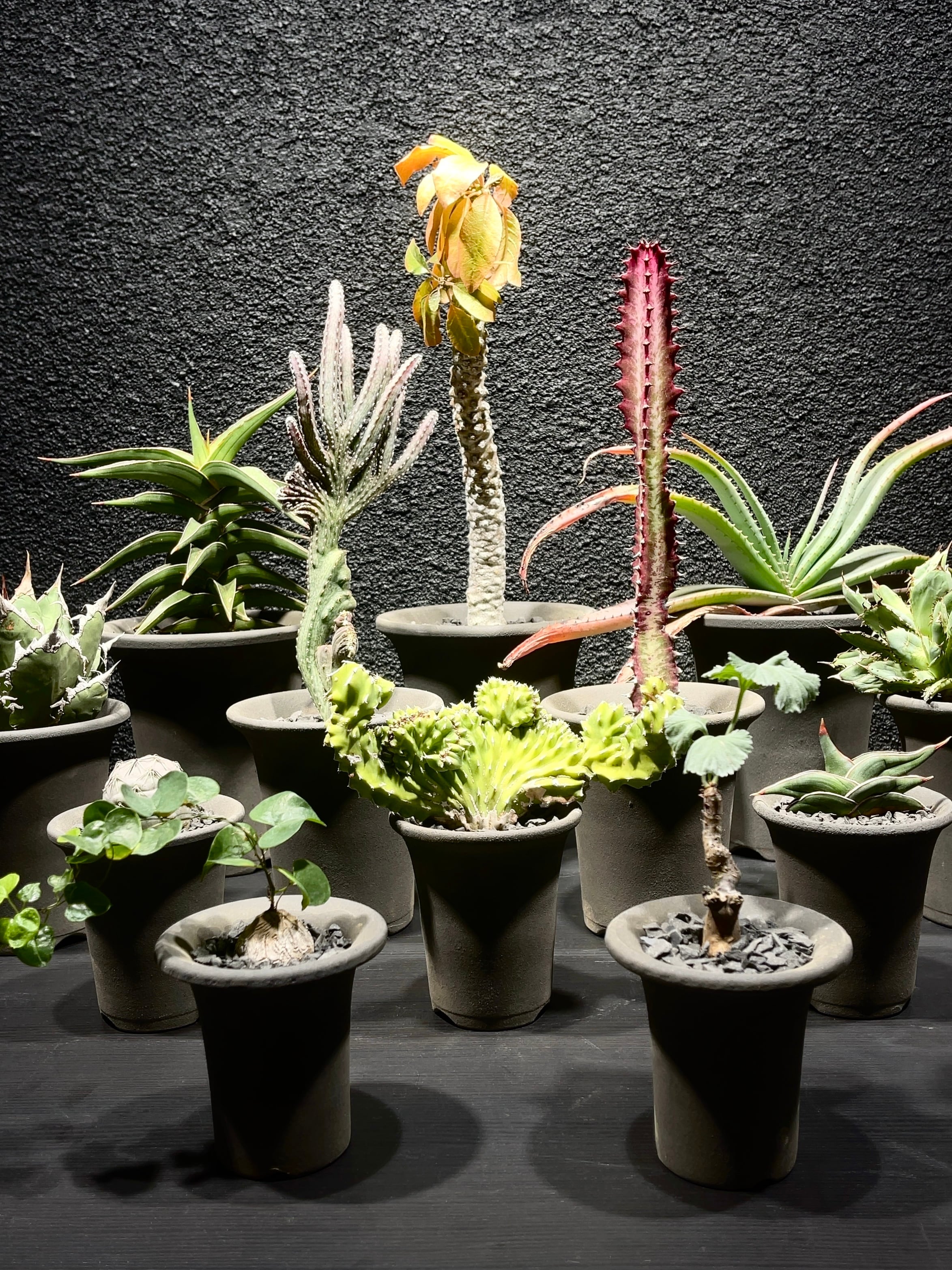 ユーフォルビア・プセウドカクタス綴化 | trigger