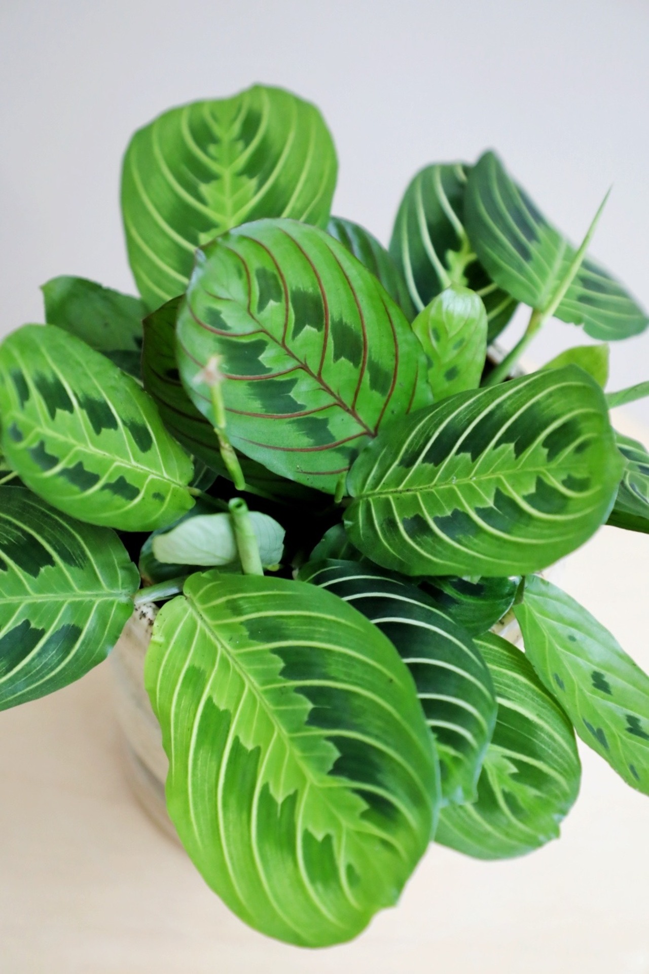 【M】マランタ レモンライム/Calathea