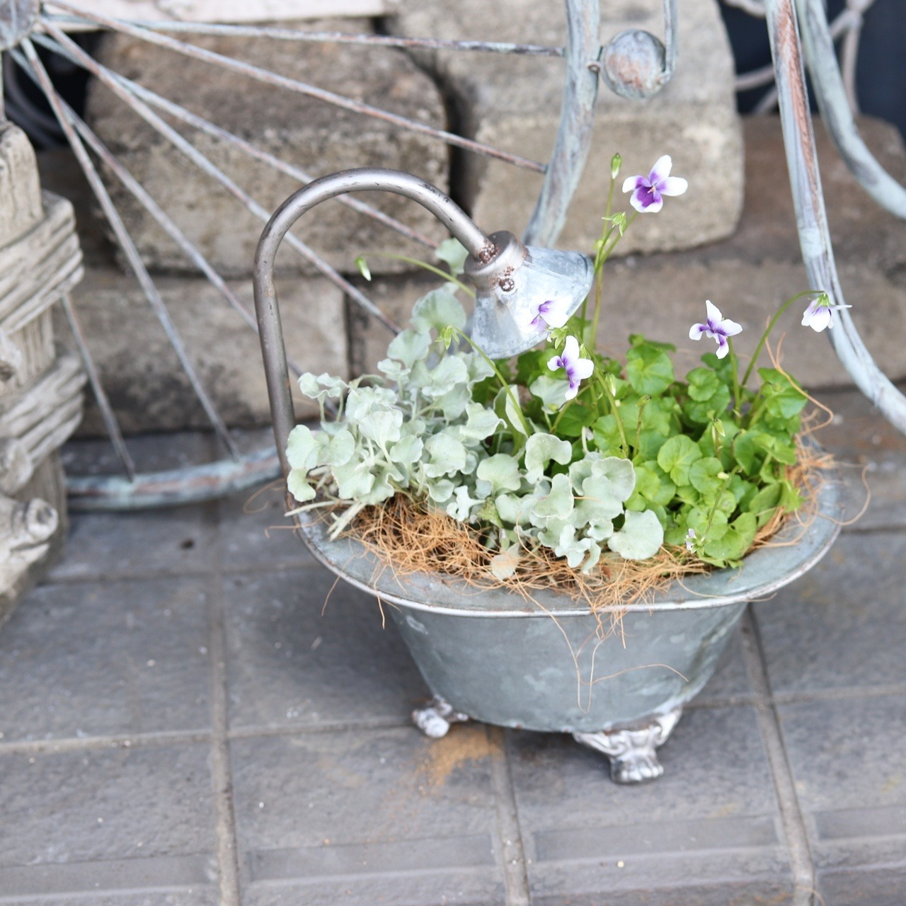 秋冬に楽しむ寄せ植え｜届いてすぐ玄関に飾れる 　ブリキバスタブ　パンダスミレの寄せ植え