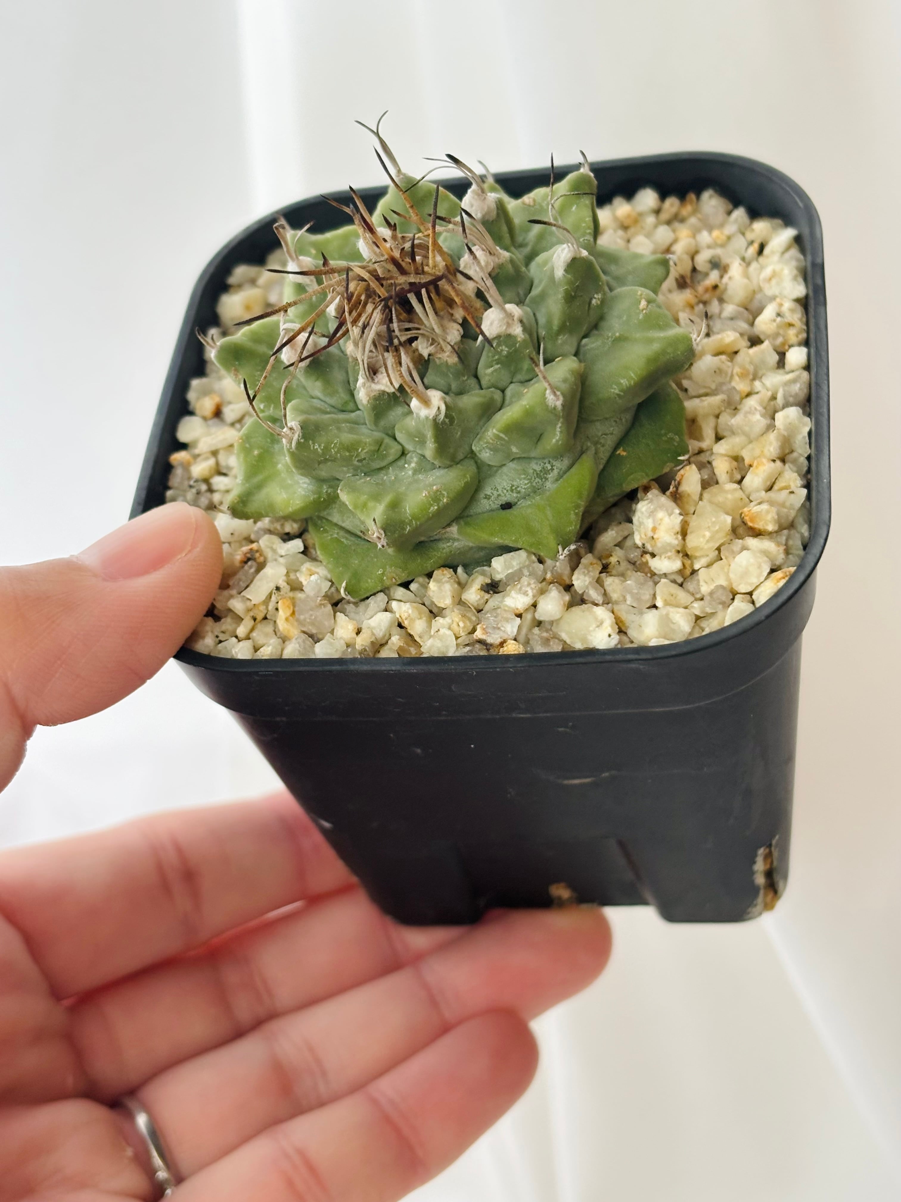 Turbinicarpus alonsoi ツルビニカルプス 大疣 アロンソイ サボテン