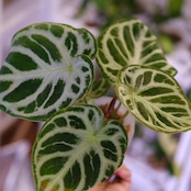 アンスリウム ドラヤキ × シルバーブラッシュ / Anthurium Dorayaki × A. Silver brush⑲/観葉植物