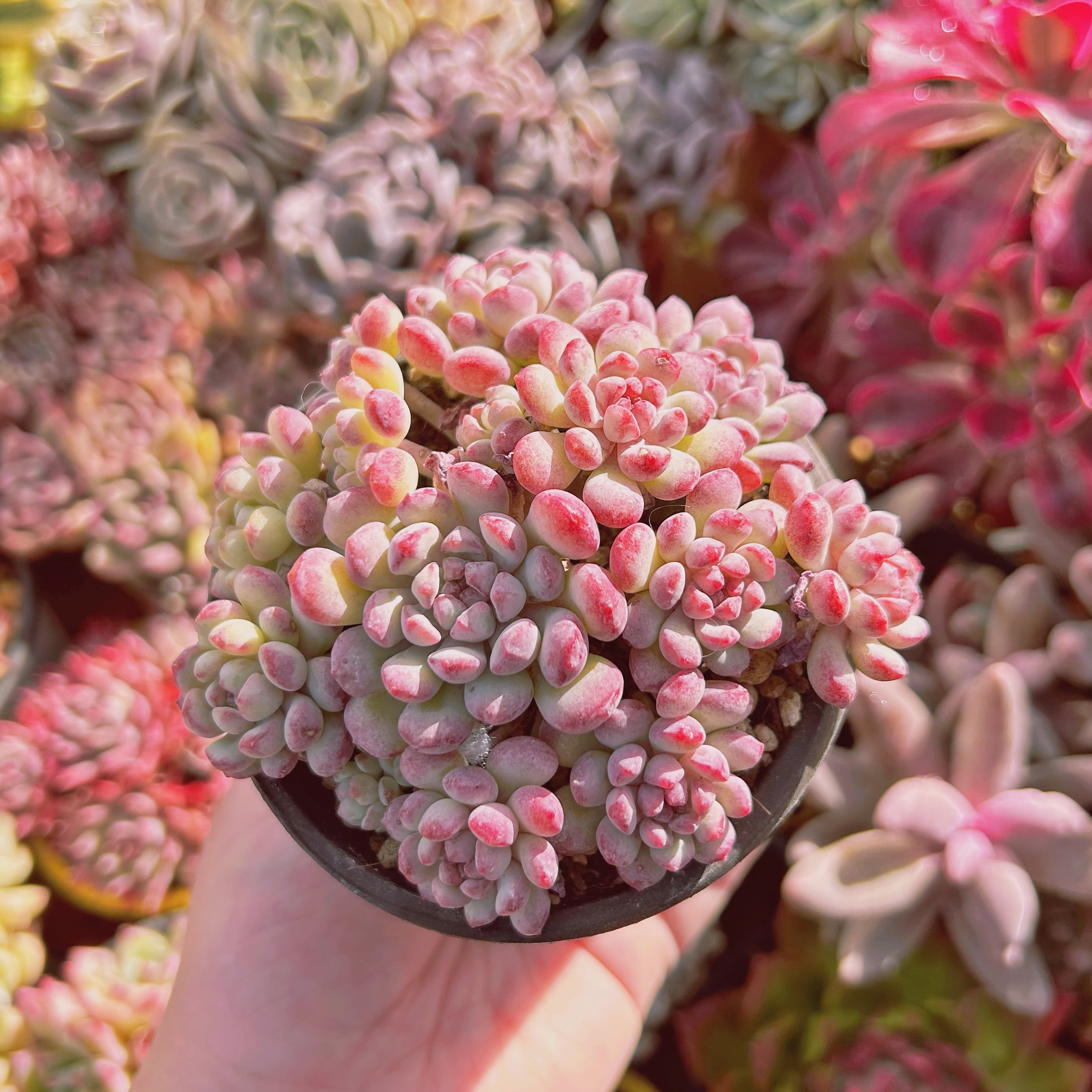 #270現物　多肉植物　萌豆　