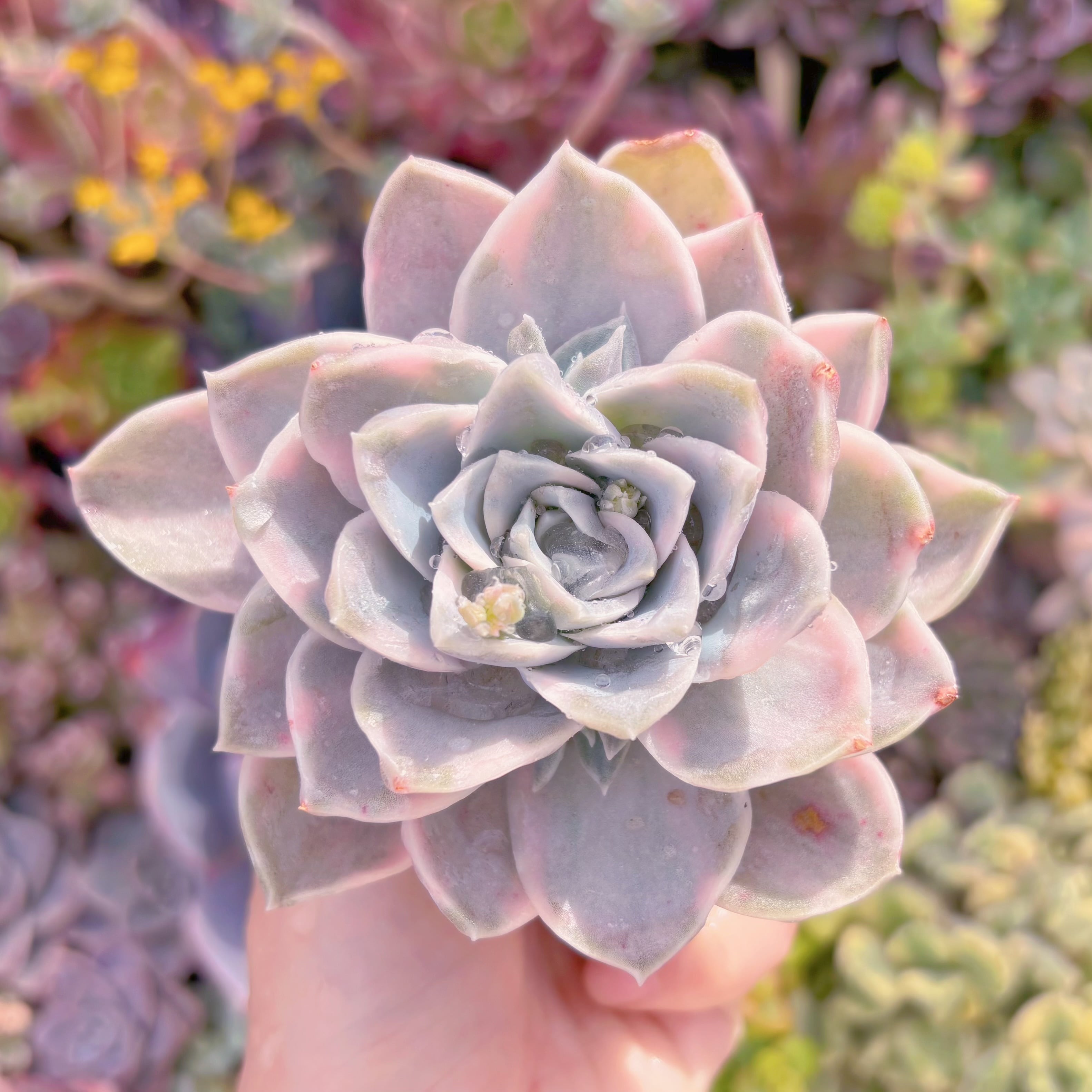 現品　ラブリーローズx白牡丹錦#K033　るる農園