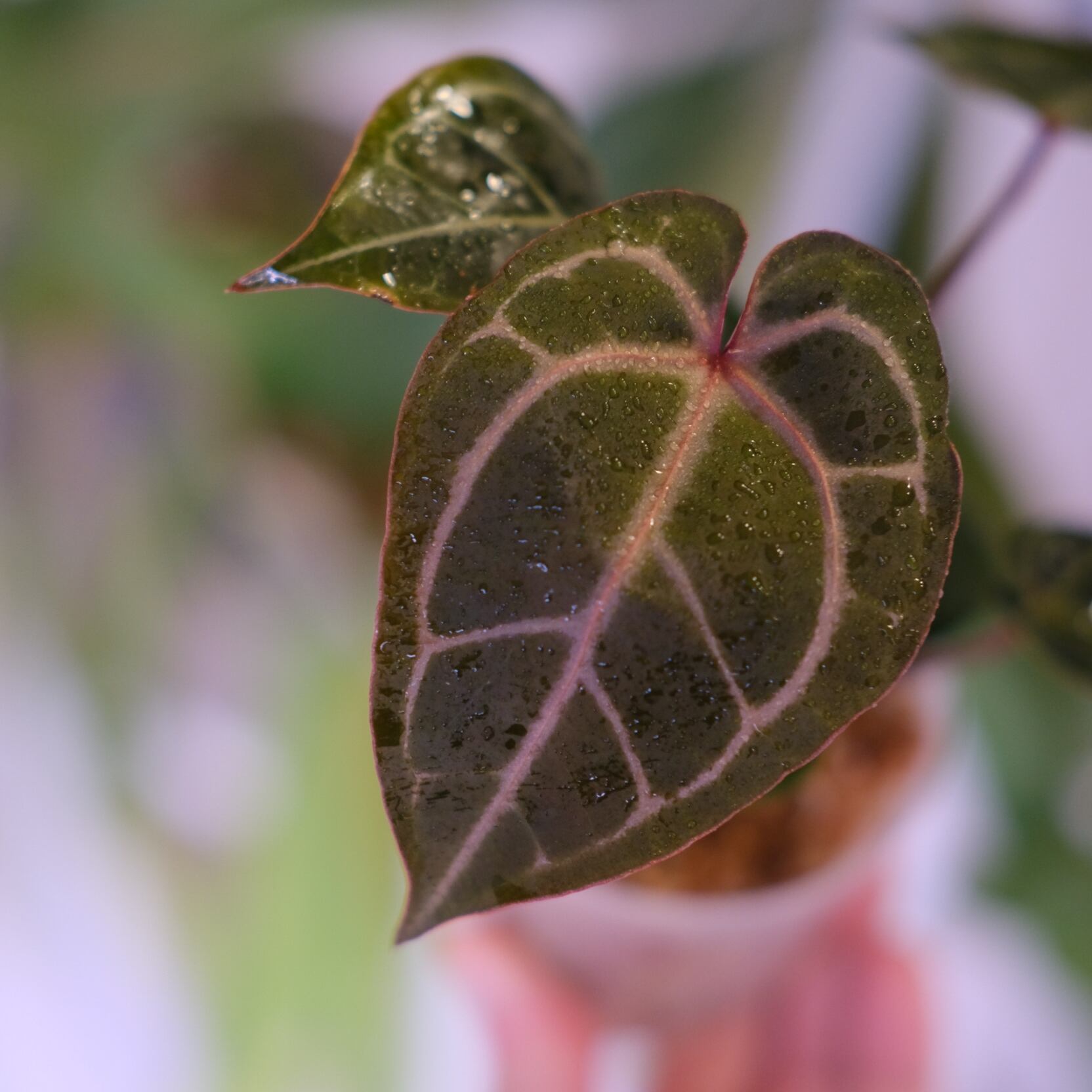 Anthurium. SKG Pink Lemonade × A.Zara Michelle⑦│アンスリウム
