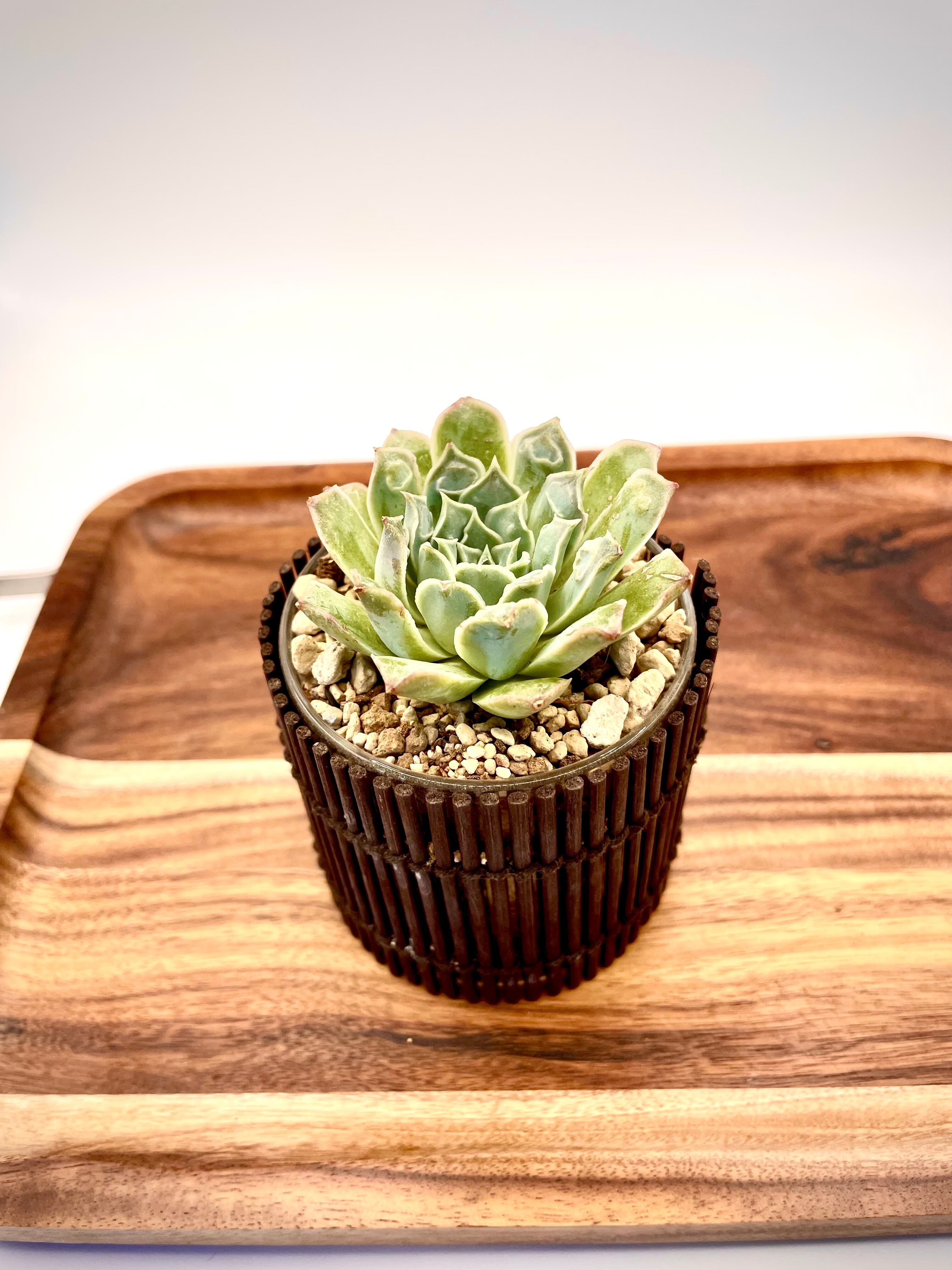 新品種❗️プライアントニー❗️コブエケベリア！多肉植物 | 多肉本舗 