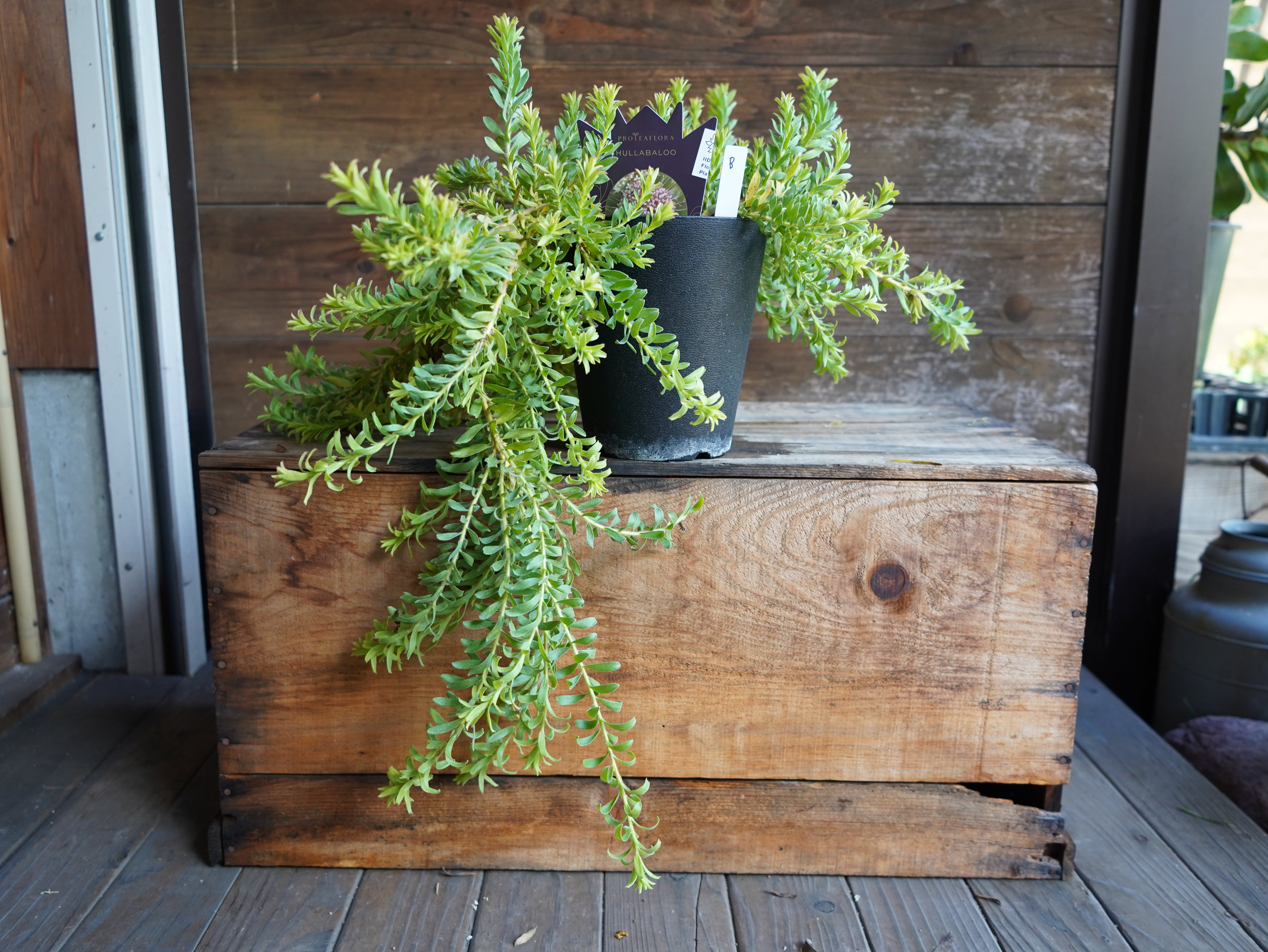 【現物】リューコスペルマム　”ハルバルー”　B