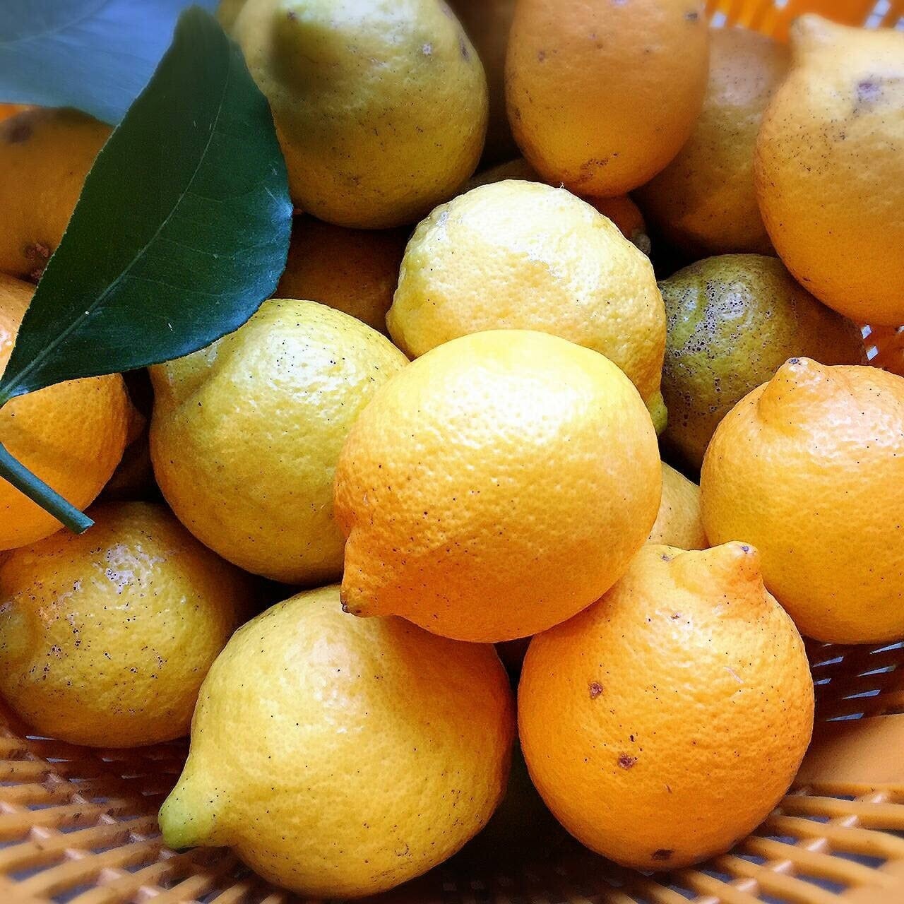 [季節限定]  農薬不使用 小田原産レモン 2kg