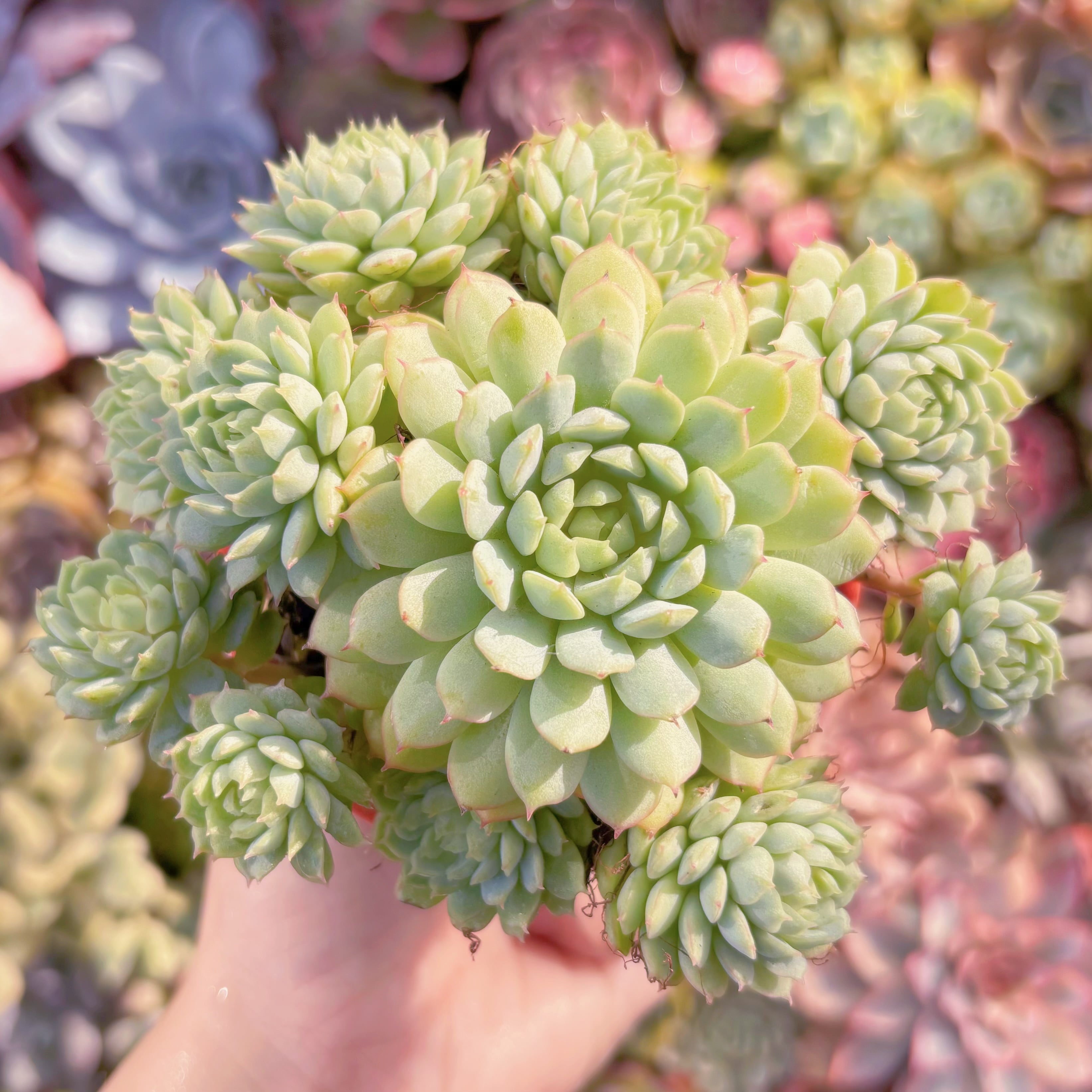 多肉植物　グロブローサx静夜　新入荷　るる農園