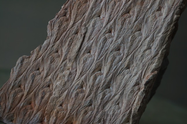 ポーランド産鱗木(ヒカゲノカズラ類)化石  Lepidodendron aculeatum 2433