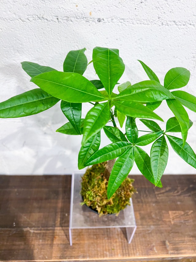 【父の日】パキラ 苔玉