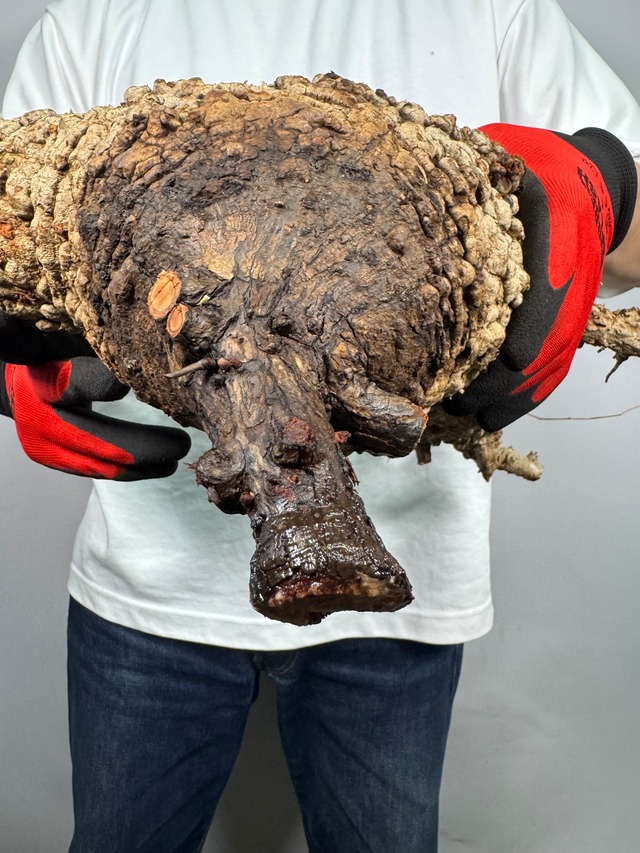 F138 現地発根株 オペルクリカリア パキプス 6/15 入荷 Operculicarya pachypus 塊根植物 現地球