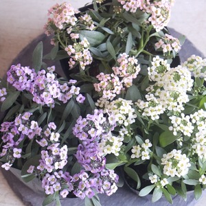 アリッサム　癒し系アプリコット色　｜寄せ植えをふんわり彩る小花　