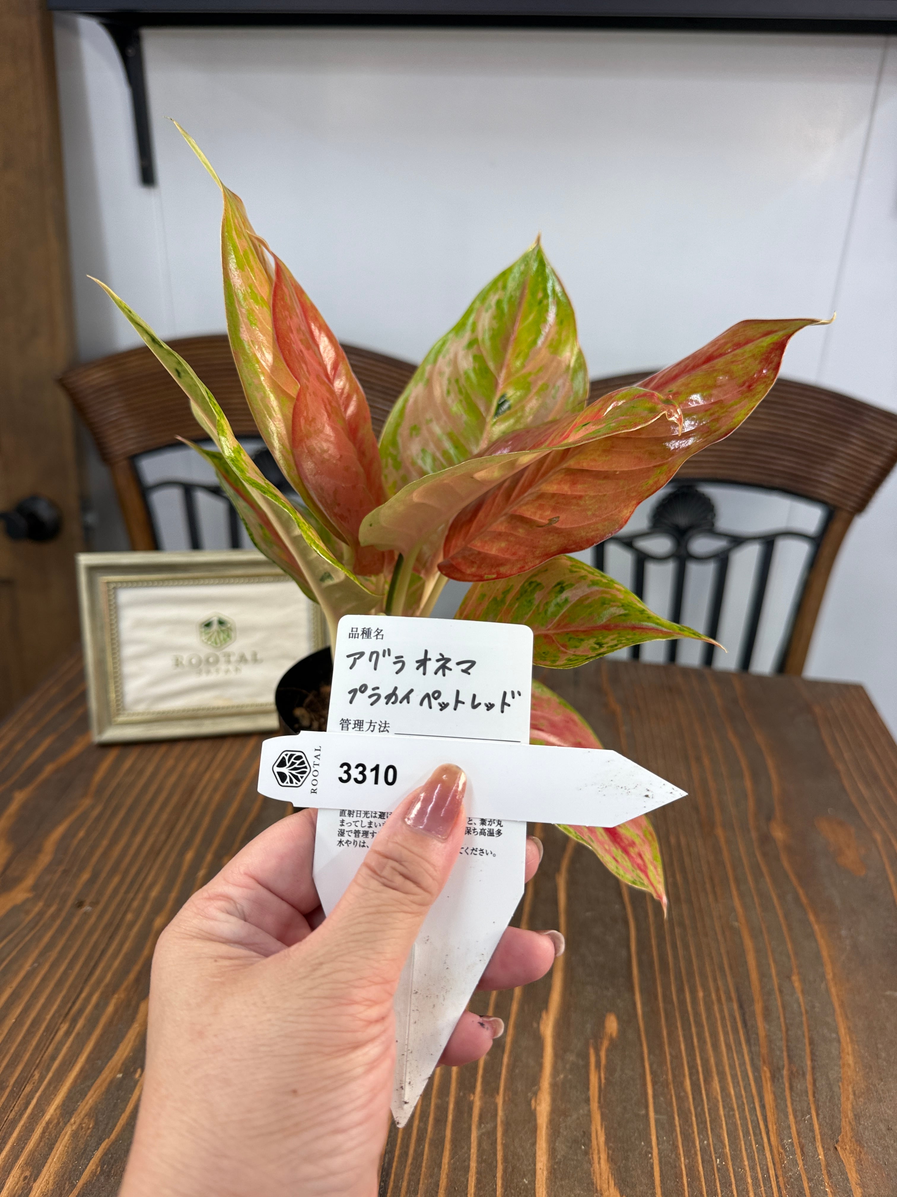 アグラオネマ | ROOTALPLANTS