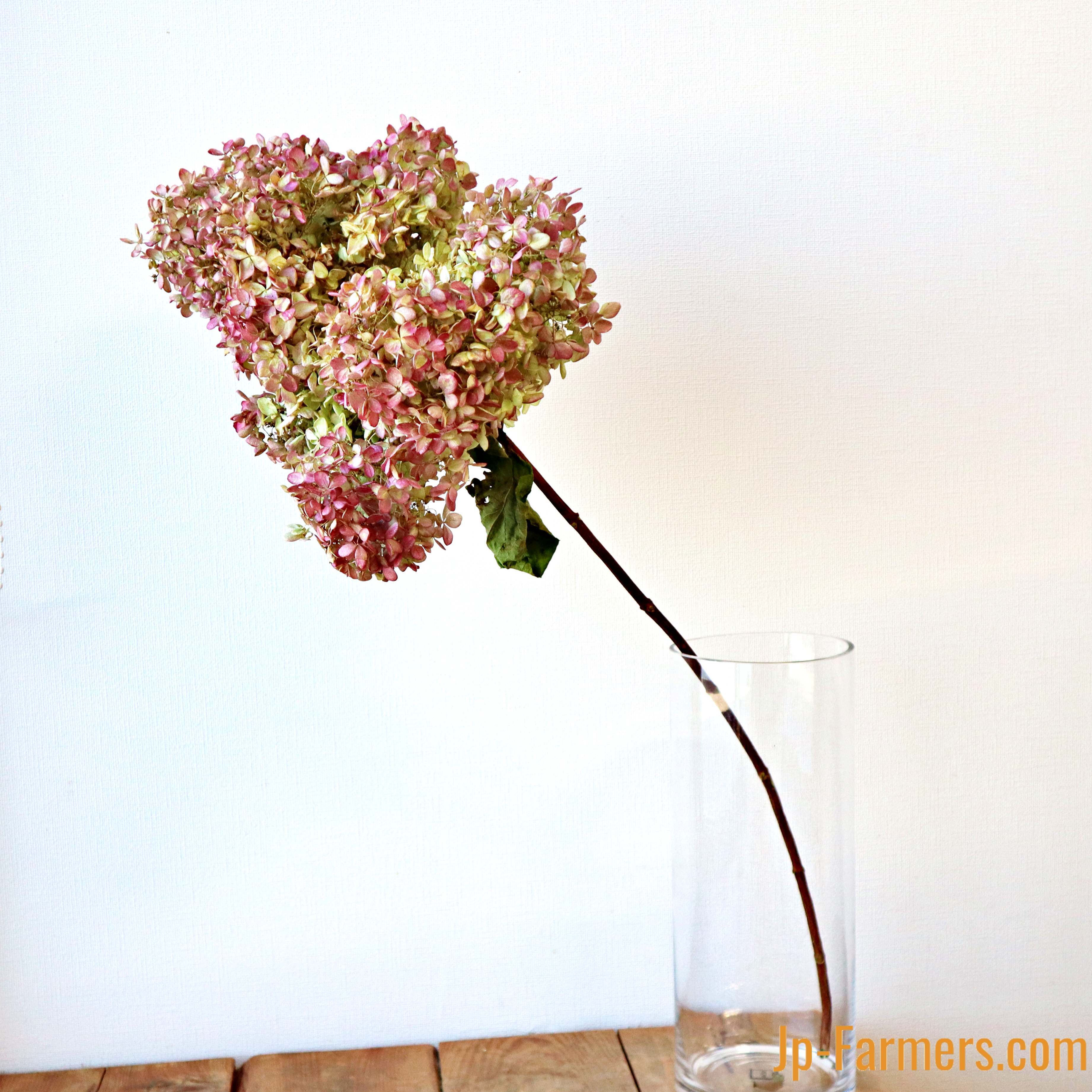 秋色ミナズキ 1本 ドライフラワー | 新鮮お花問屋 Jp-Farmers.com