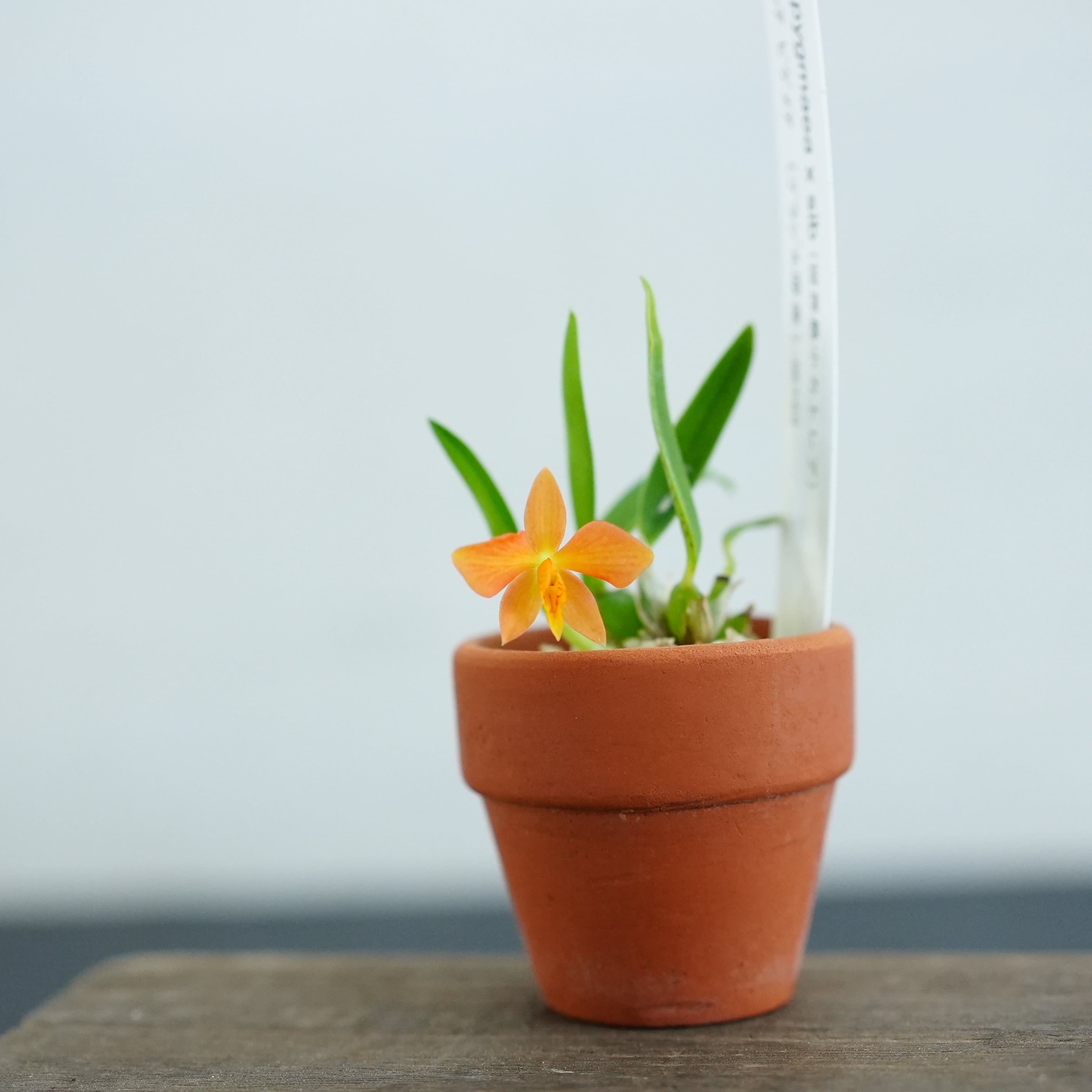 カトレア ピグメア Cattleya pygmaea【着生ラン】テラリウム・着生向き