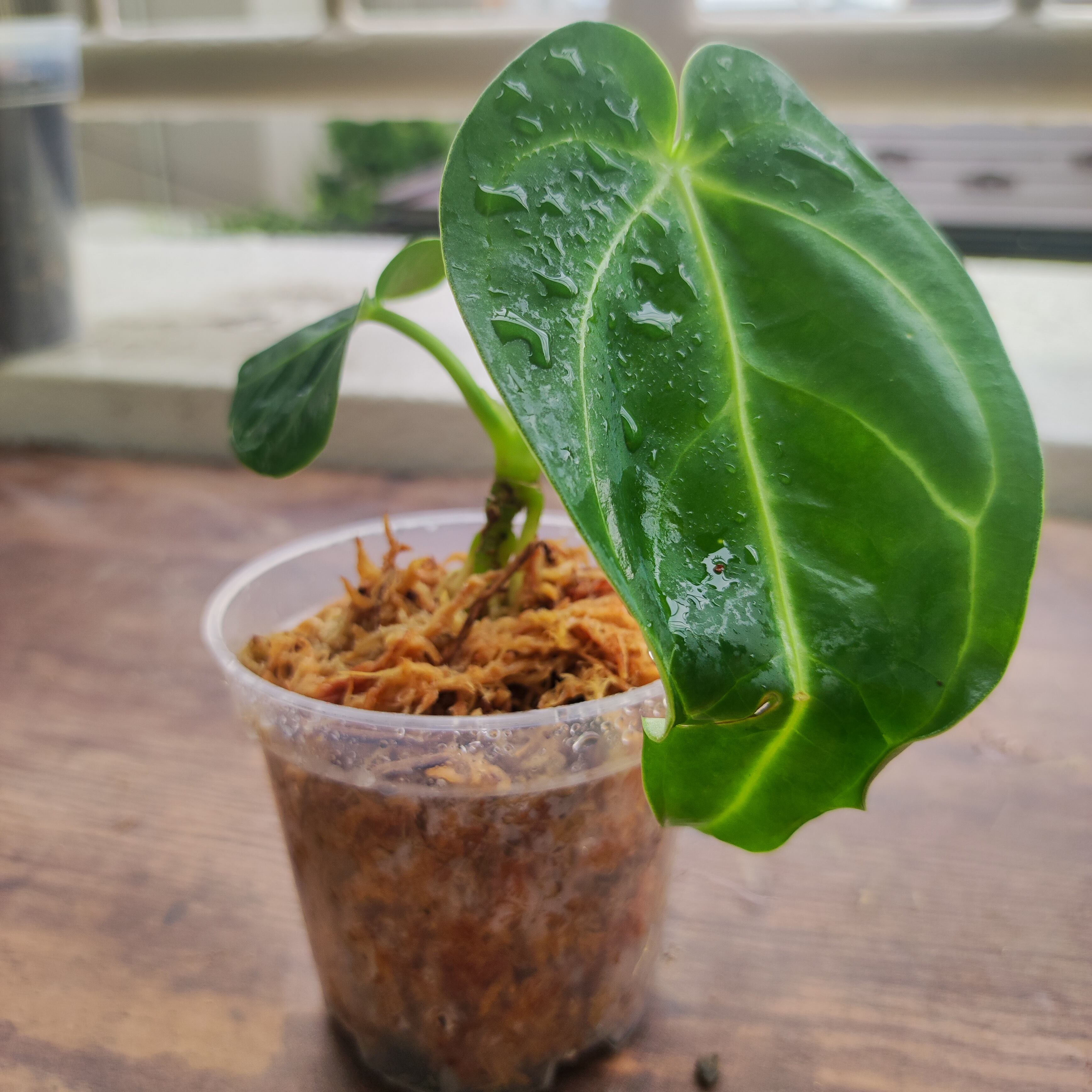 実生・希少】アンスリウム・レガレ / Anthurium regale | tokyoplants