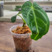 【実生・希少】アンスリウム・レガレ / Anthurium regale