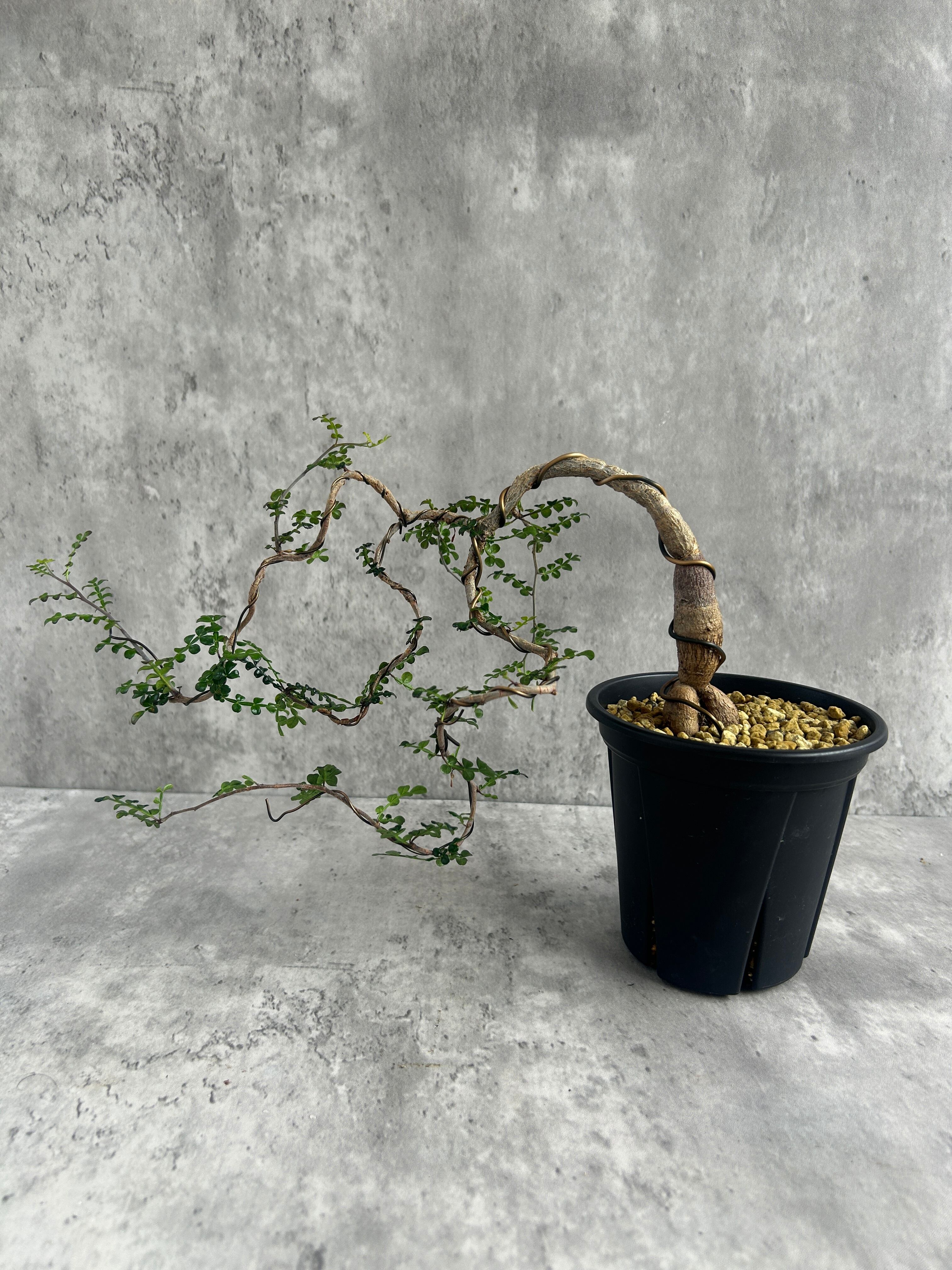 Euphorbia tuberosa 【ユーフォルビア・ツベローサ】 | Pay ID Euphorbia tuberosa 【ユーフォルビア・ツベローサ】 | Pay ID