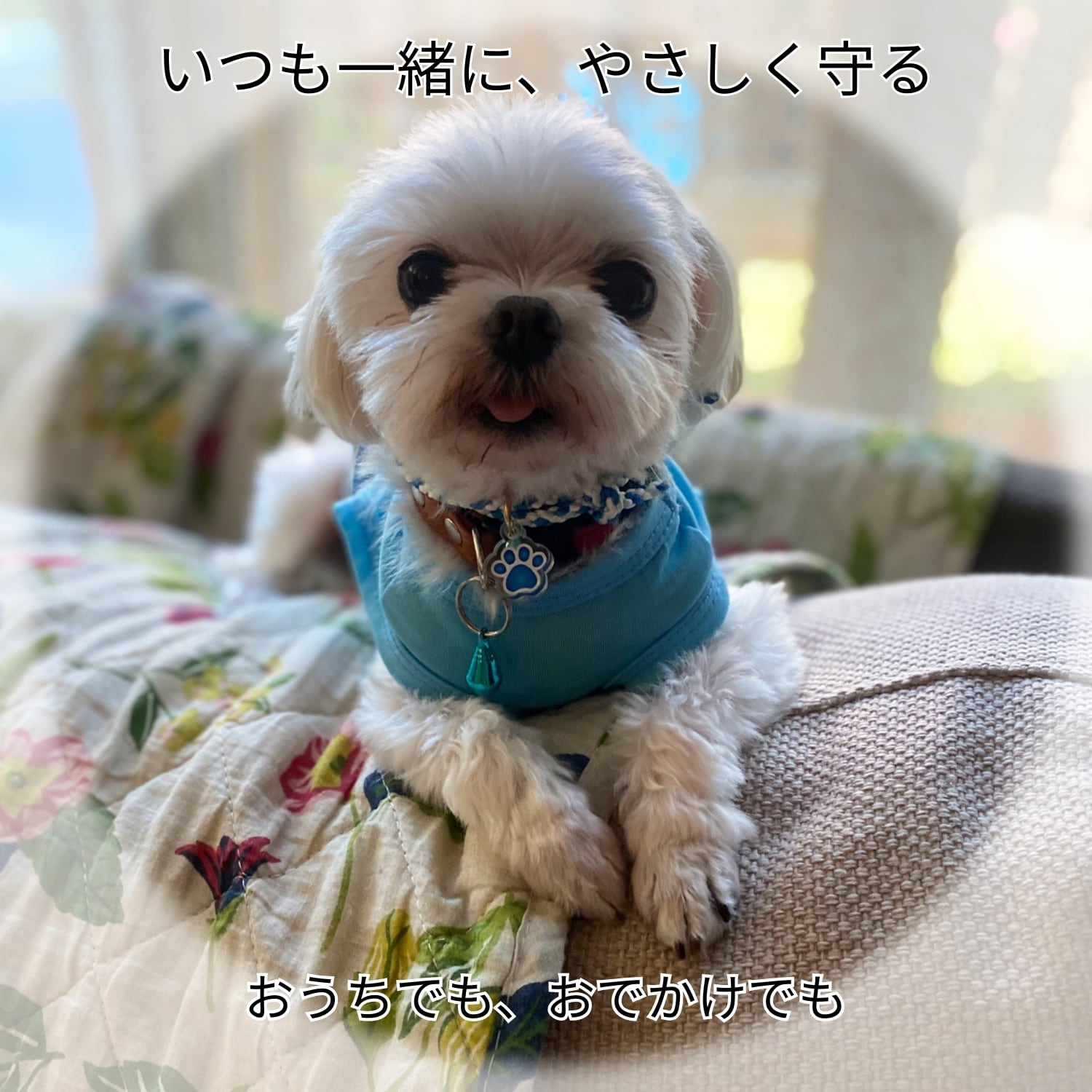 ペット御守り 編み紐首輪タイプ 肉球ネームプレート付き｜犬 猫 交通