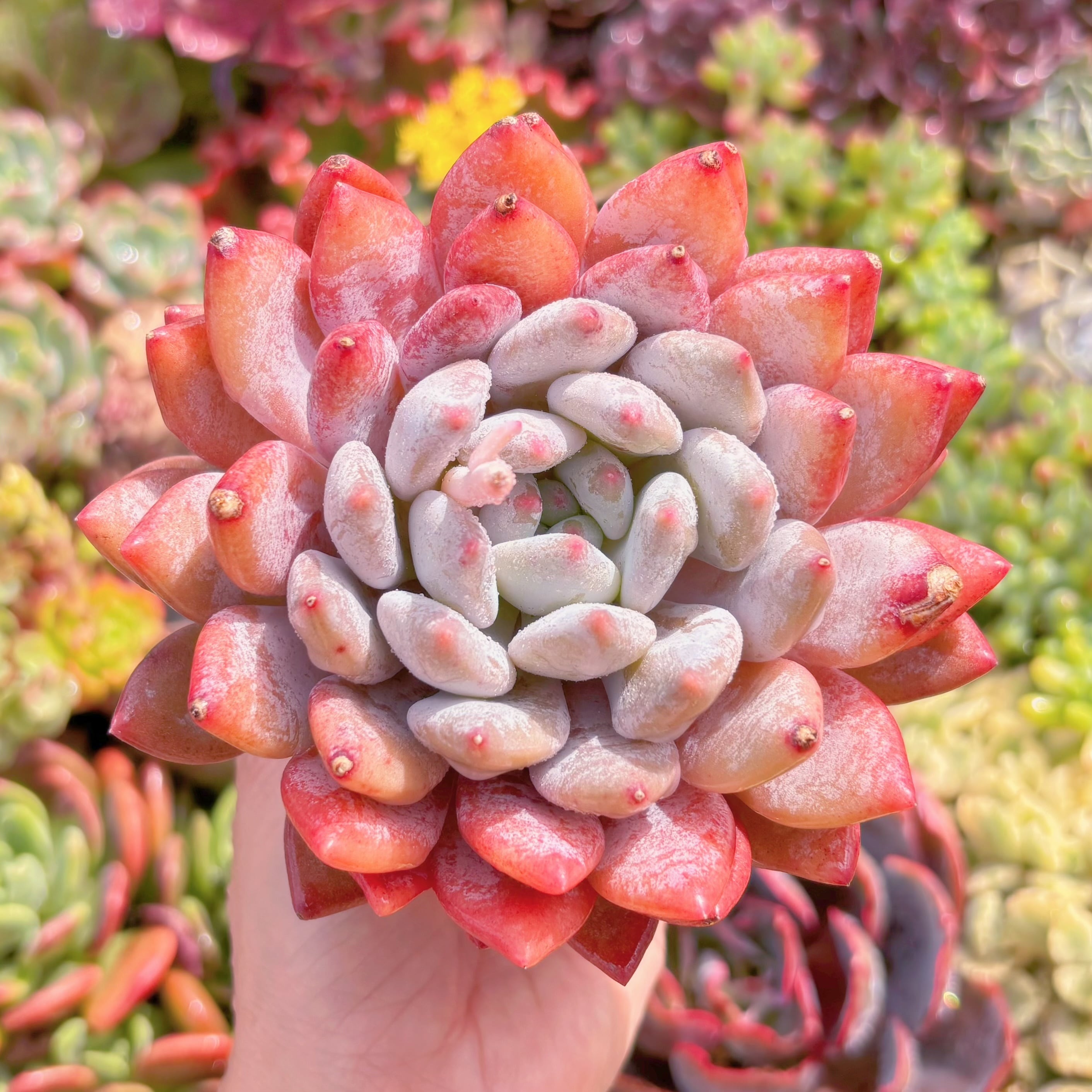 現品　半夏#K112　大苗　古株　るる農園