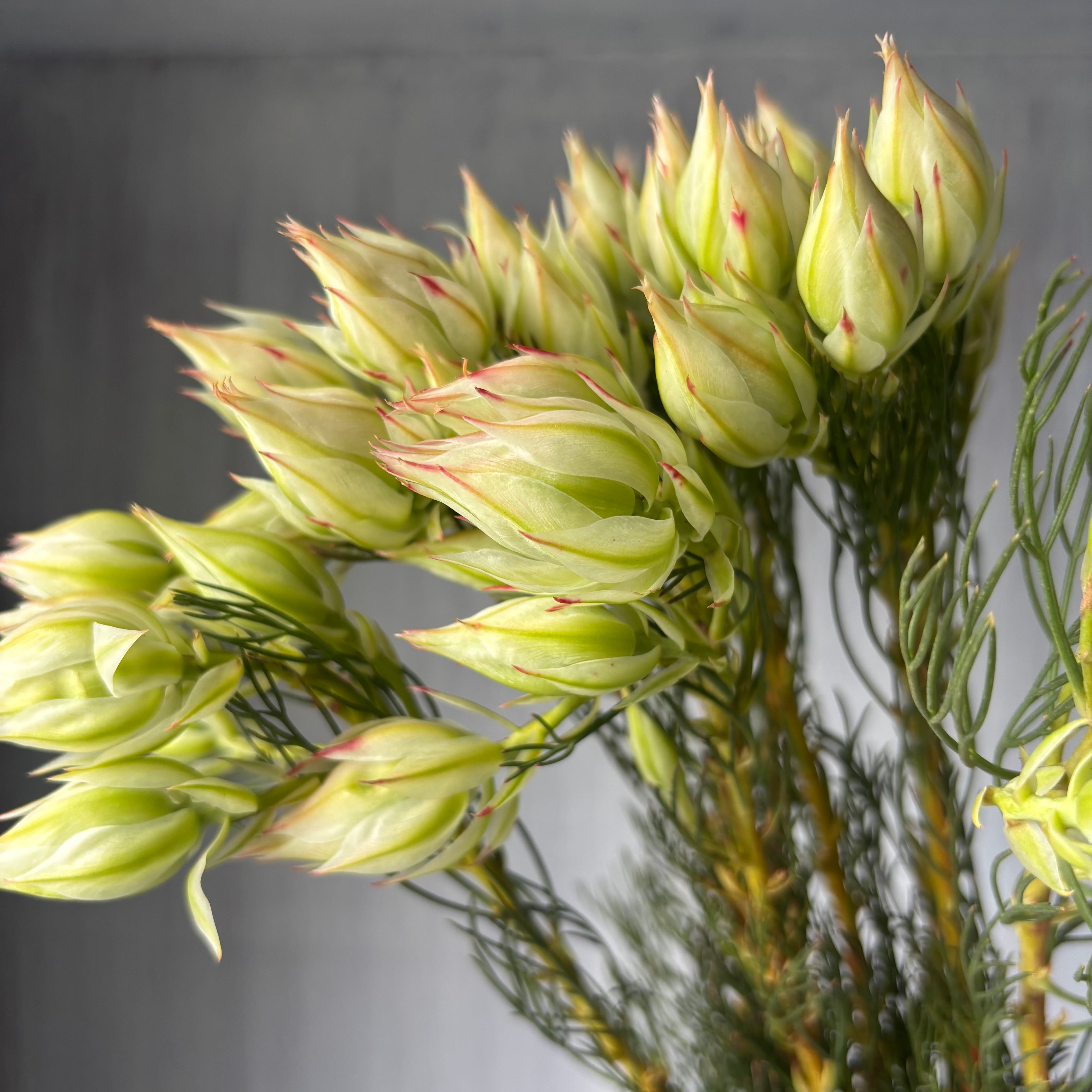 その他 | 新鮮お花問屋 Jp-Farmers.com