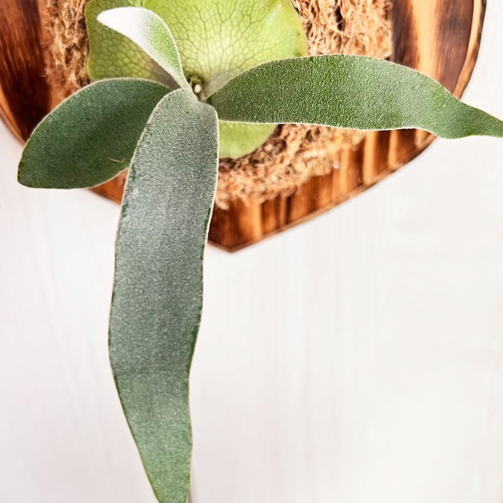 ビカクシダ レモイネイ 板付【観葉植物 室内 コウモリラン