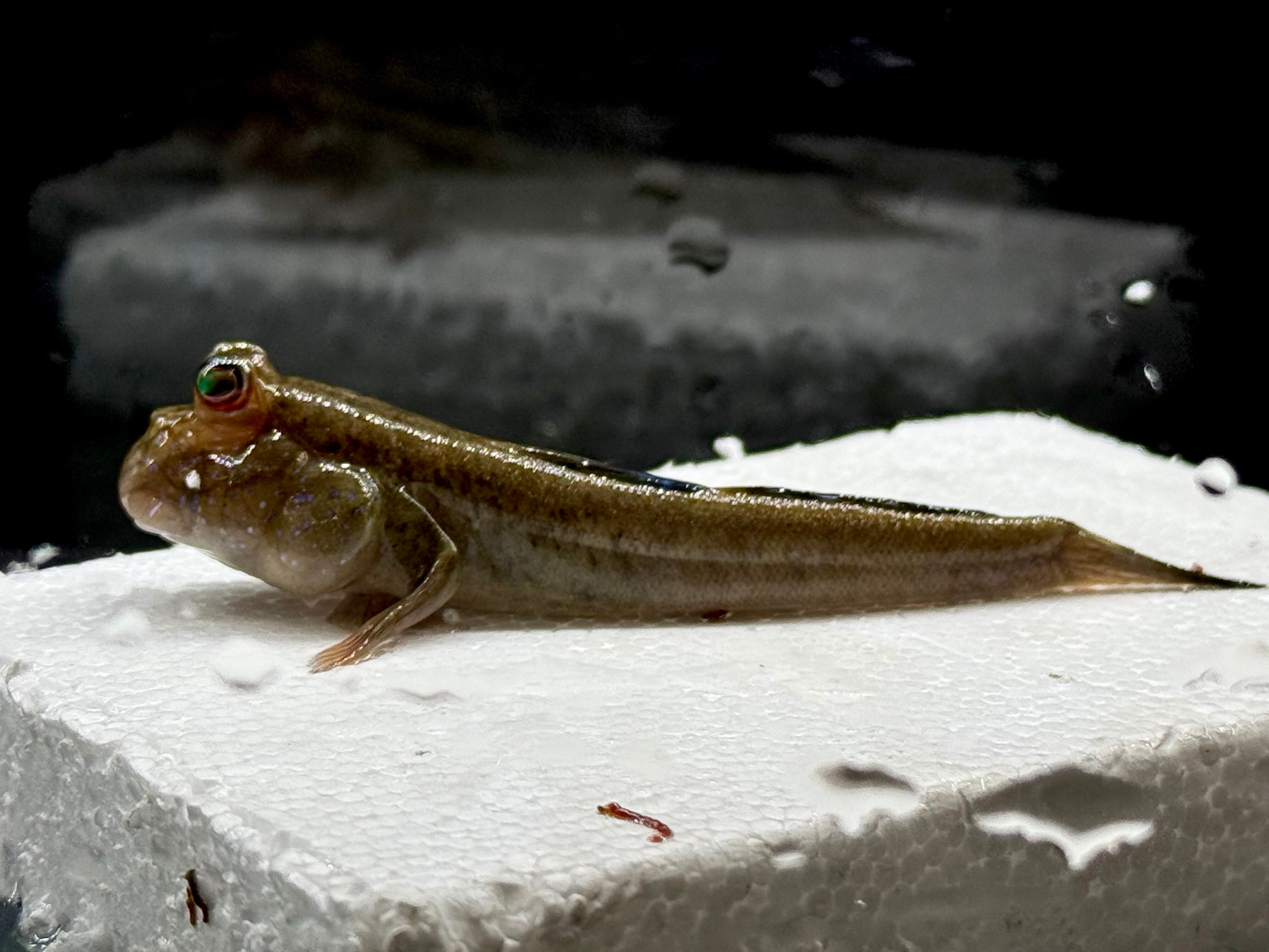 その他大型/中型/小型魚 | AQUASTYLEG