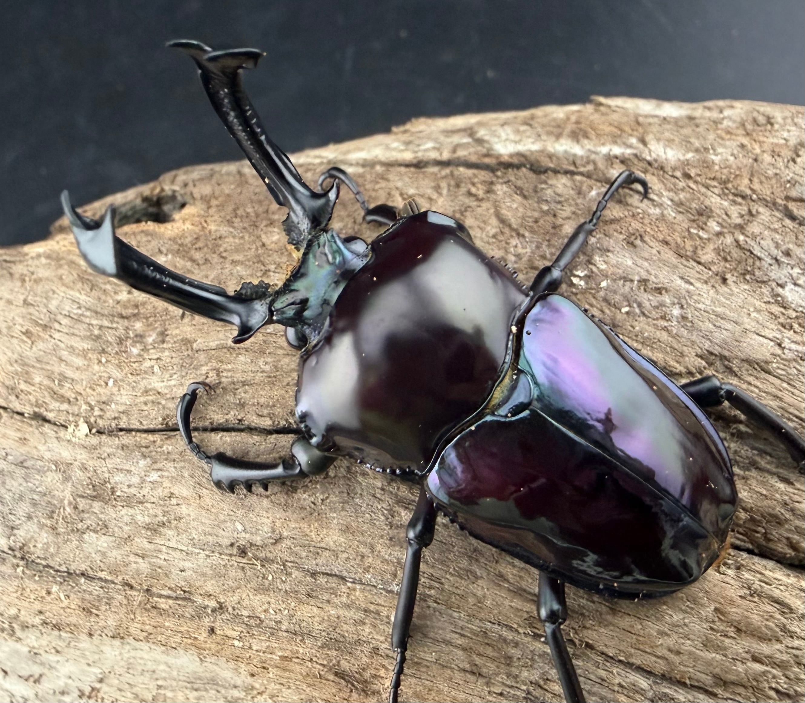ニジイロクワガタ 紫紺系 55.5mm ペア》 | KPW公式オンラインショップ