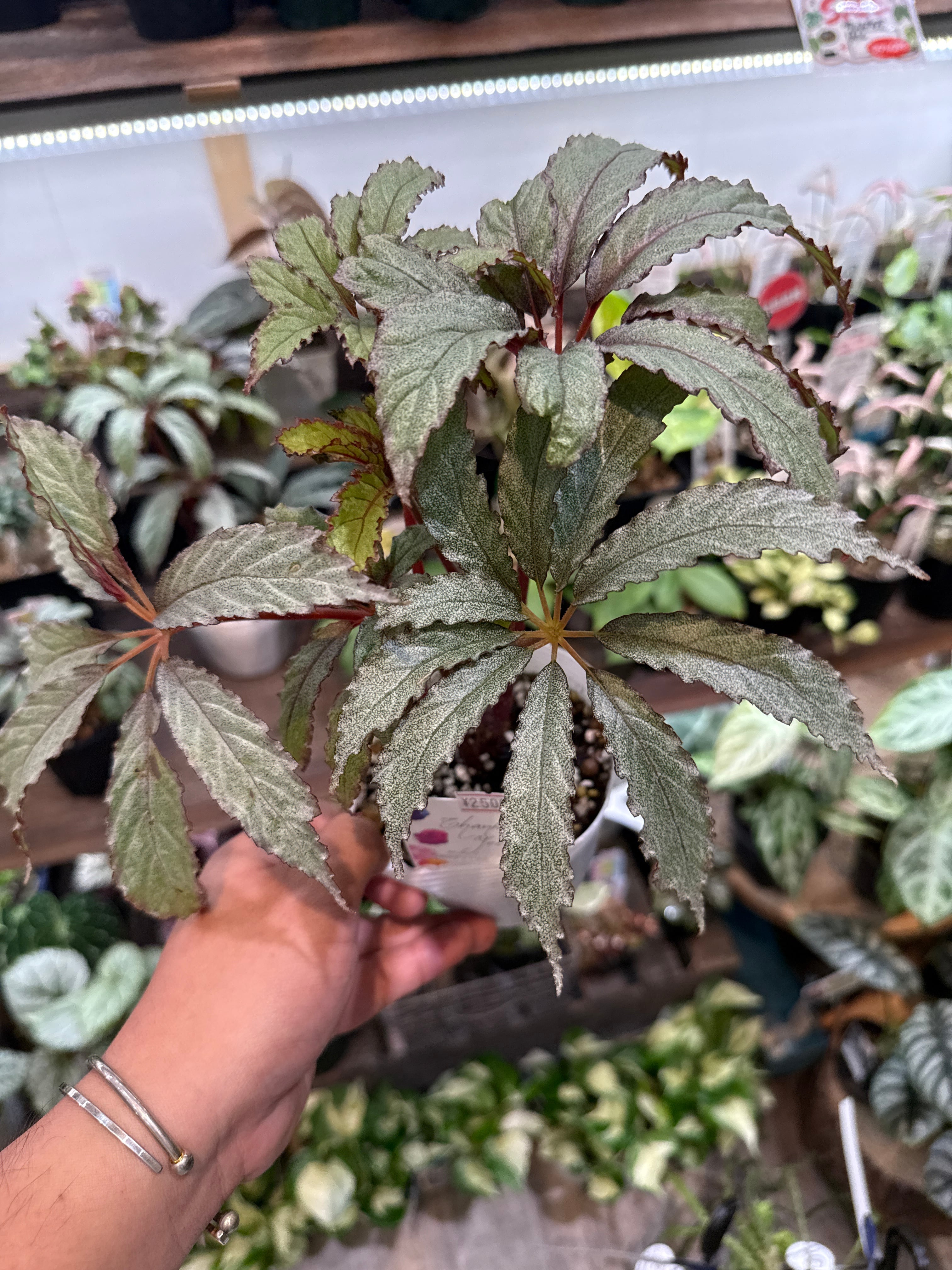 aglaonema 'medusa' | Gardenえん 【観葉熱帯植物】