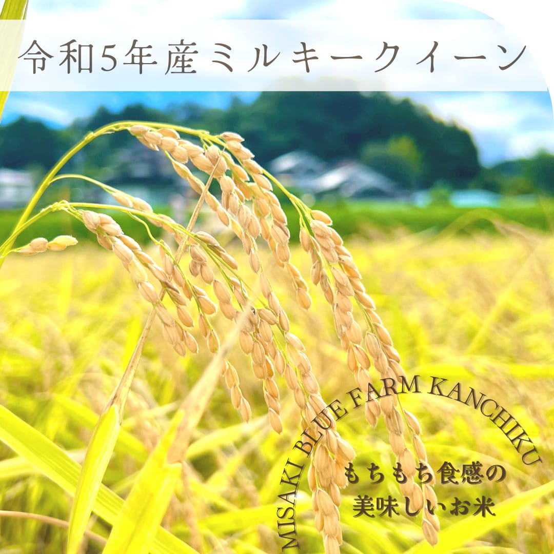 令和5年岡山県産ミルキークイーン玄米30kg（精米可）　美咲ブルーファーム寒竹