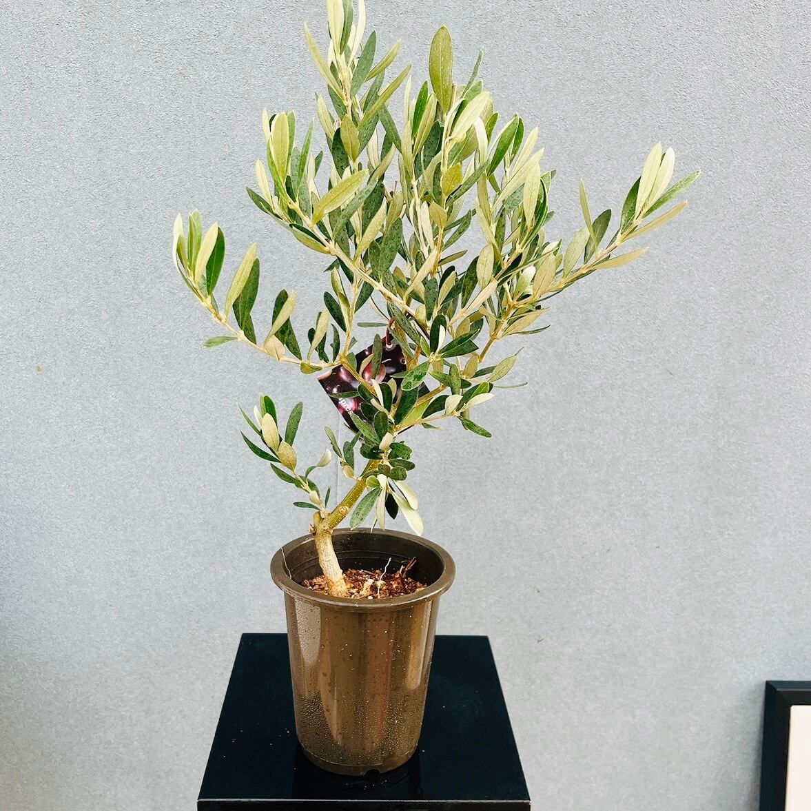 現品］84番 フィカス ベンガレンシス 曲がり 8号 観葉植物 室内 大型