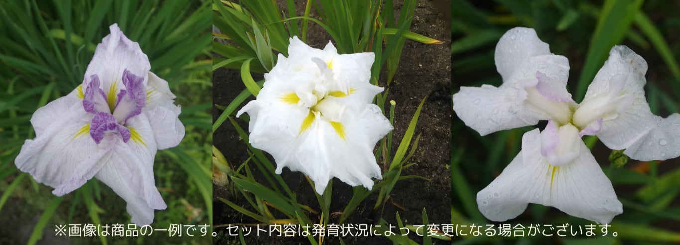 白3株セット