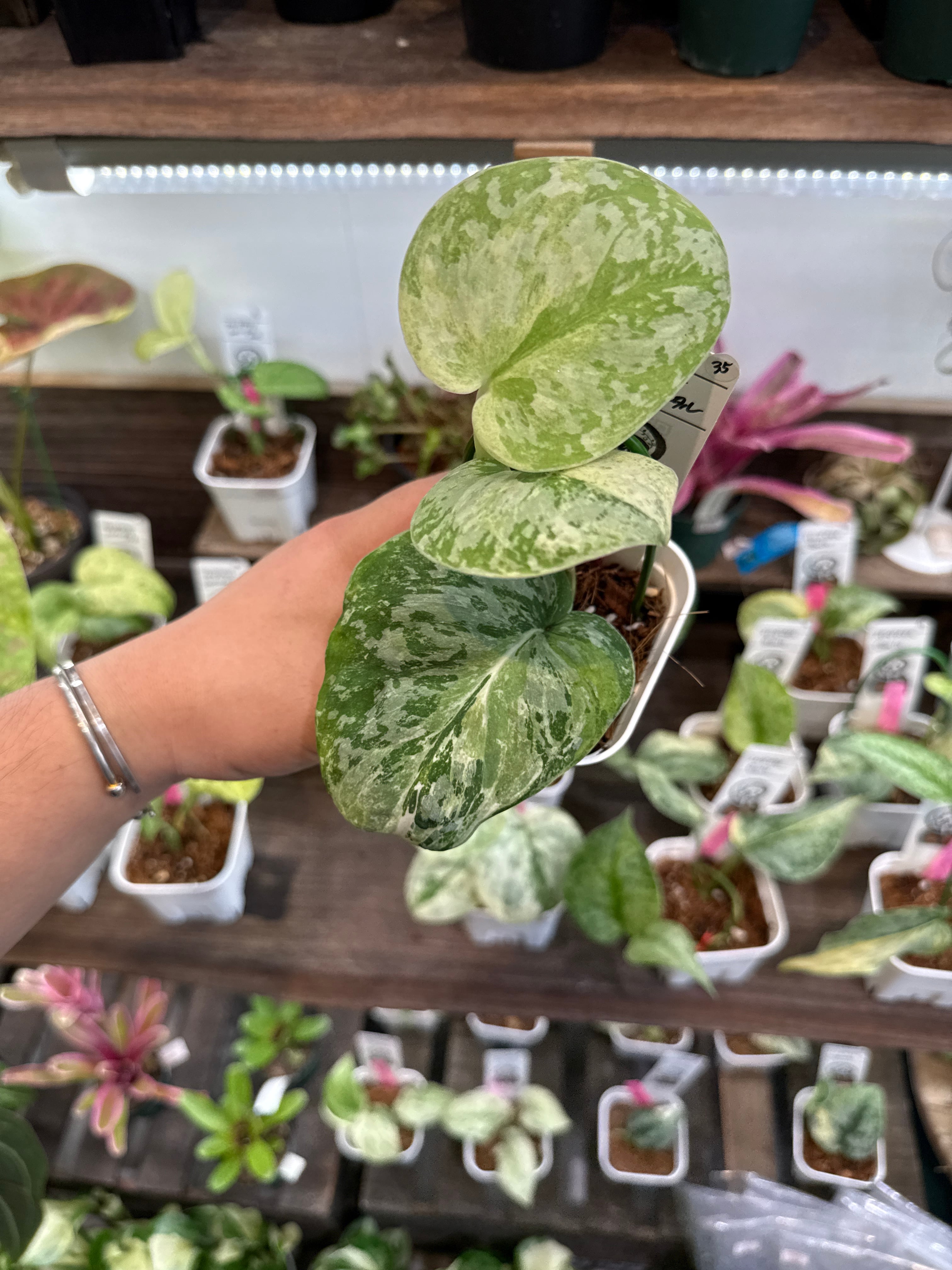 35. スキンダプサス ホワイトクリスタル | Gardenえん 【観葉熱帯植物】