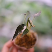 アロカシア バンビーノ ピンク / Alocasia bambino variegated 'Pink'② / 観葉植物